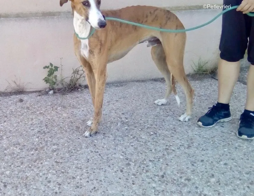 Buby adozione levrieri galgo 02