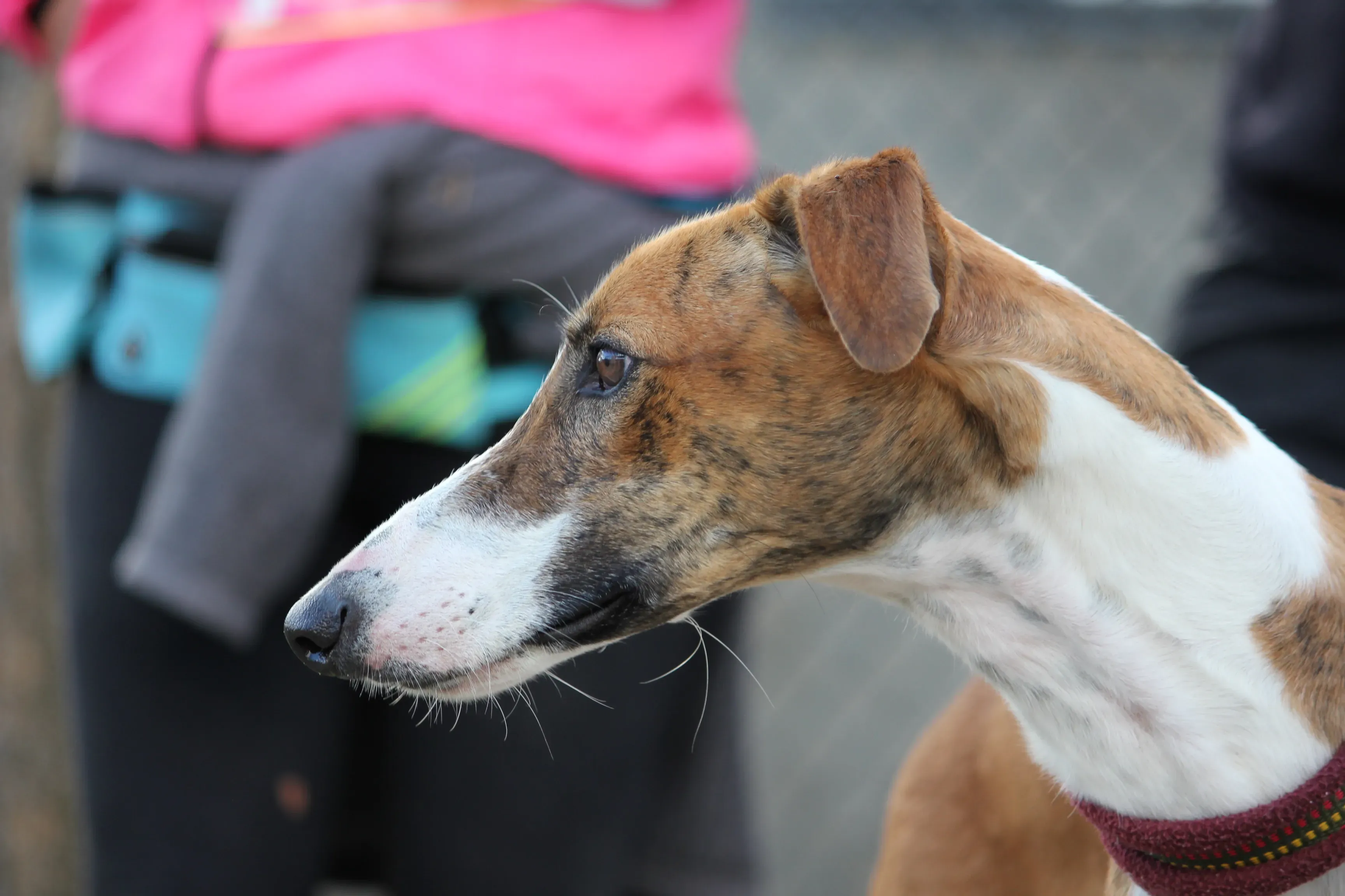 Buby adozione levrieri galgo 03