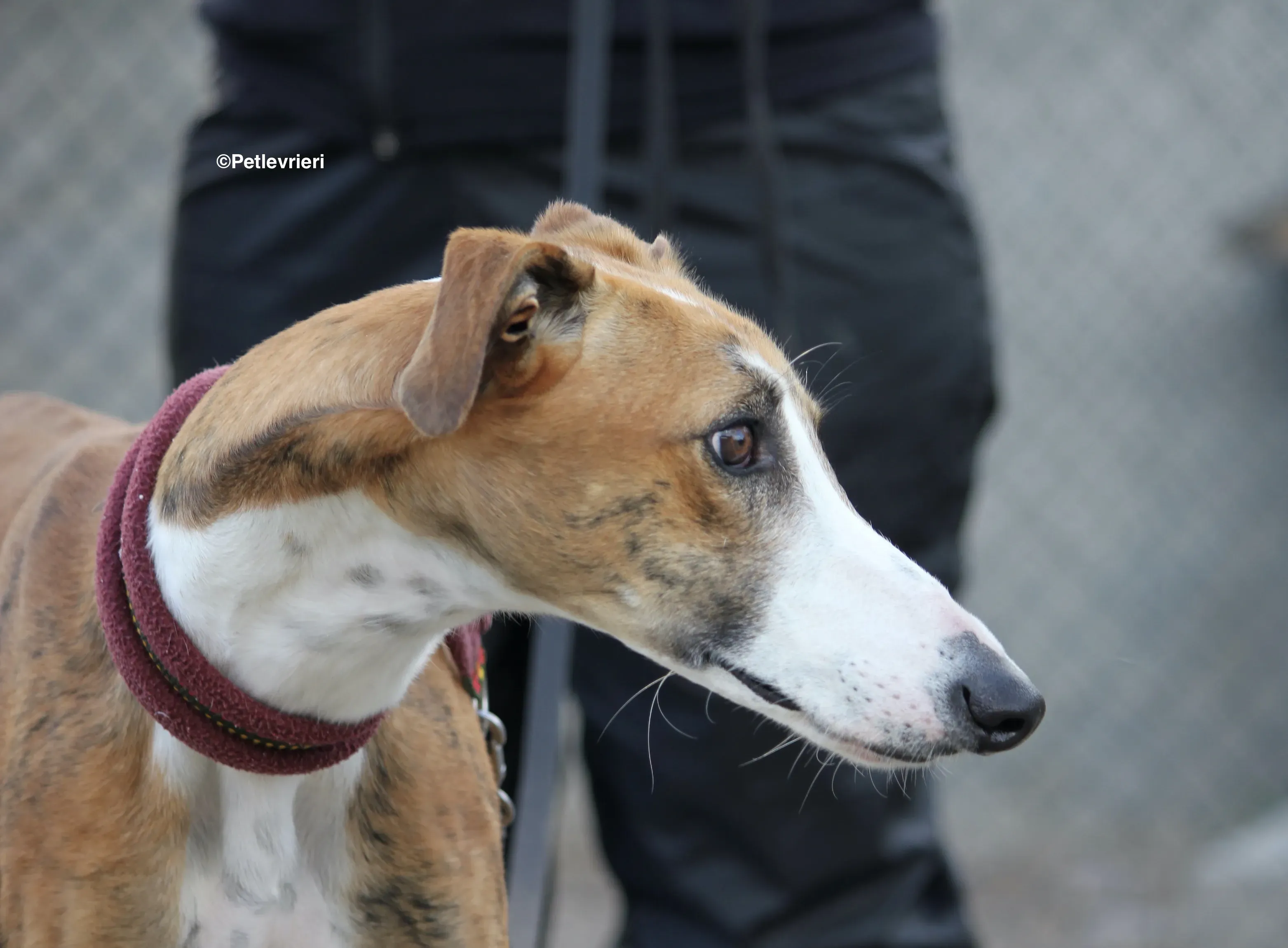 Buby adozione levrieri galgo 04