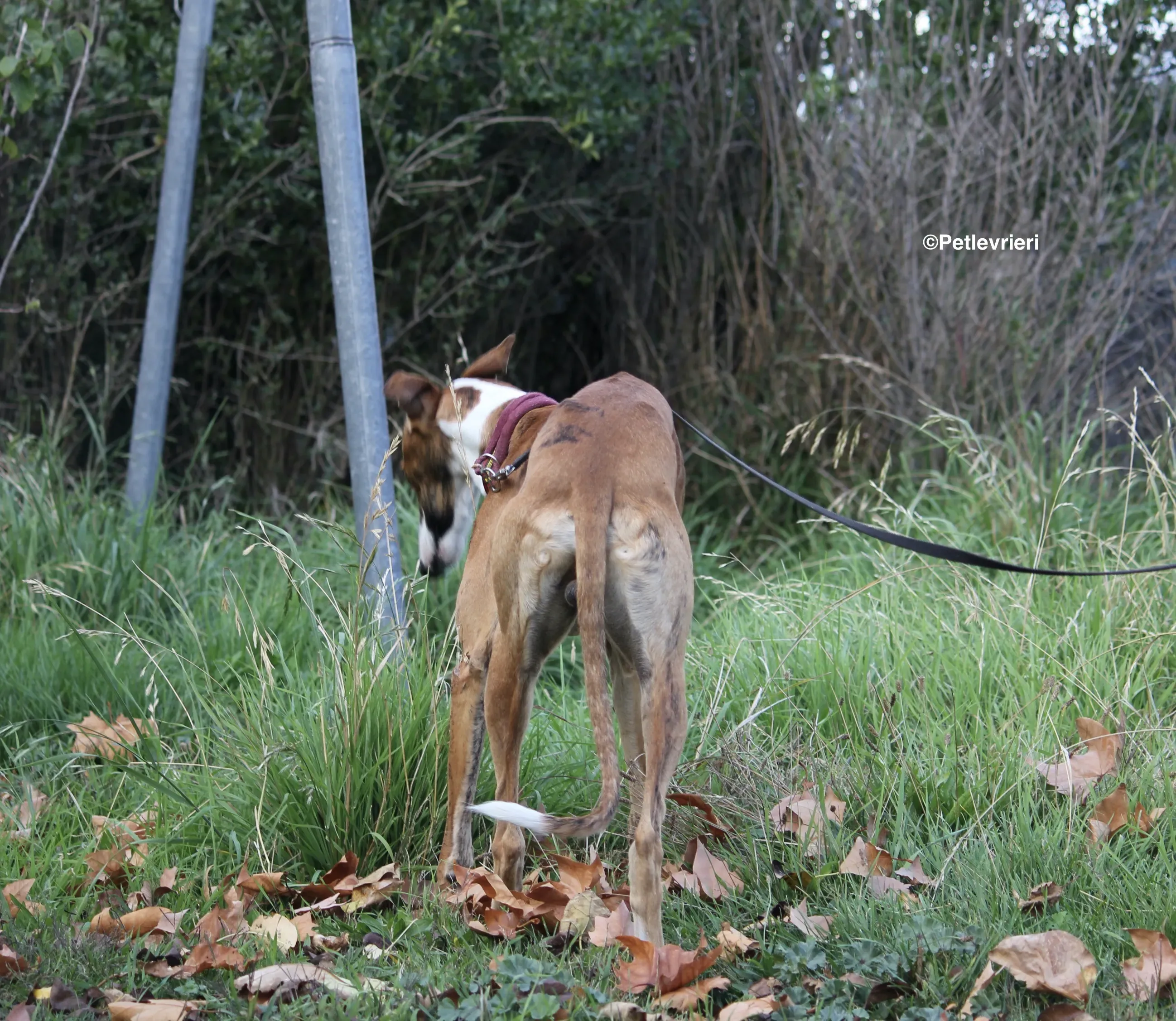 Buby adozione levrieri galgo 05