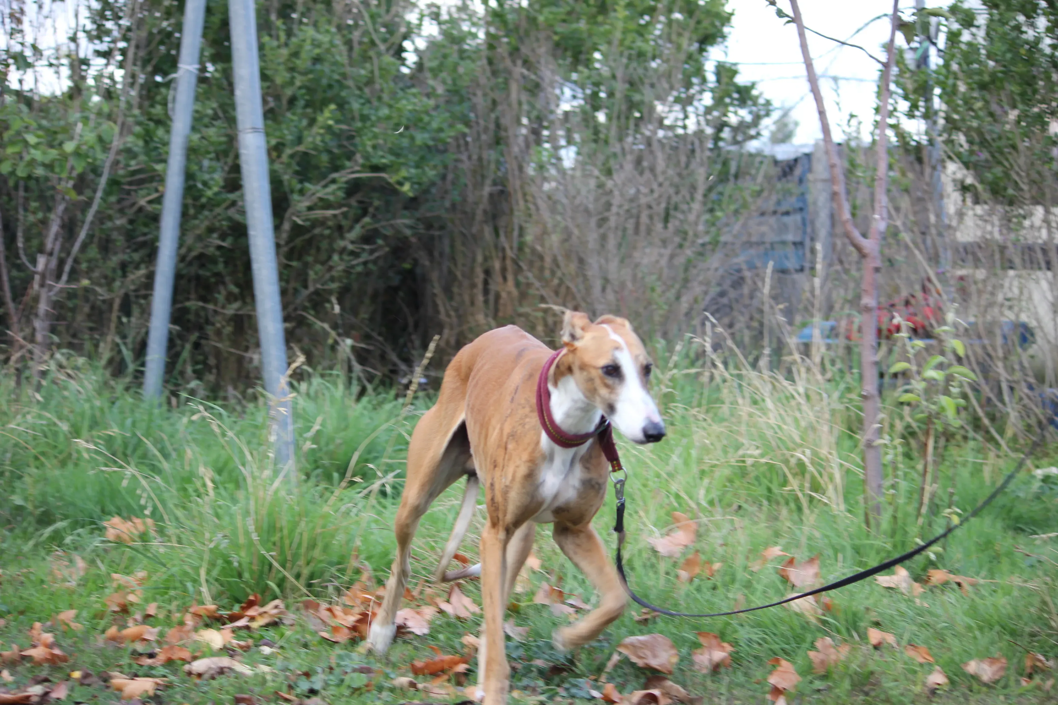 Buby adozione levrieri galgo 06