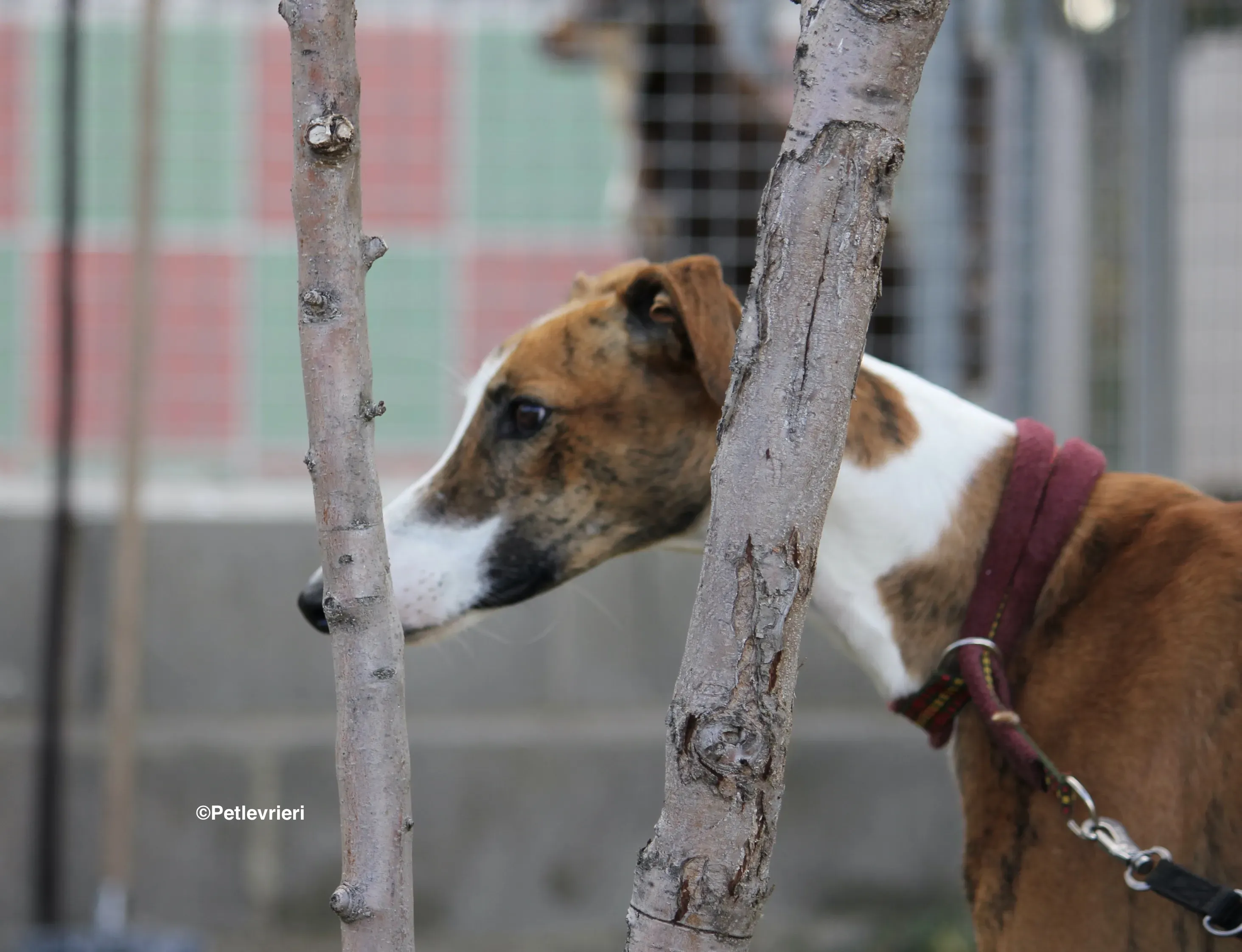 Buby adozione levrieri galgo 07
