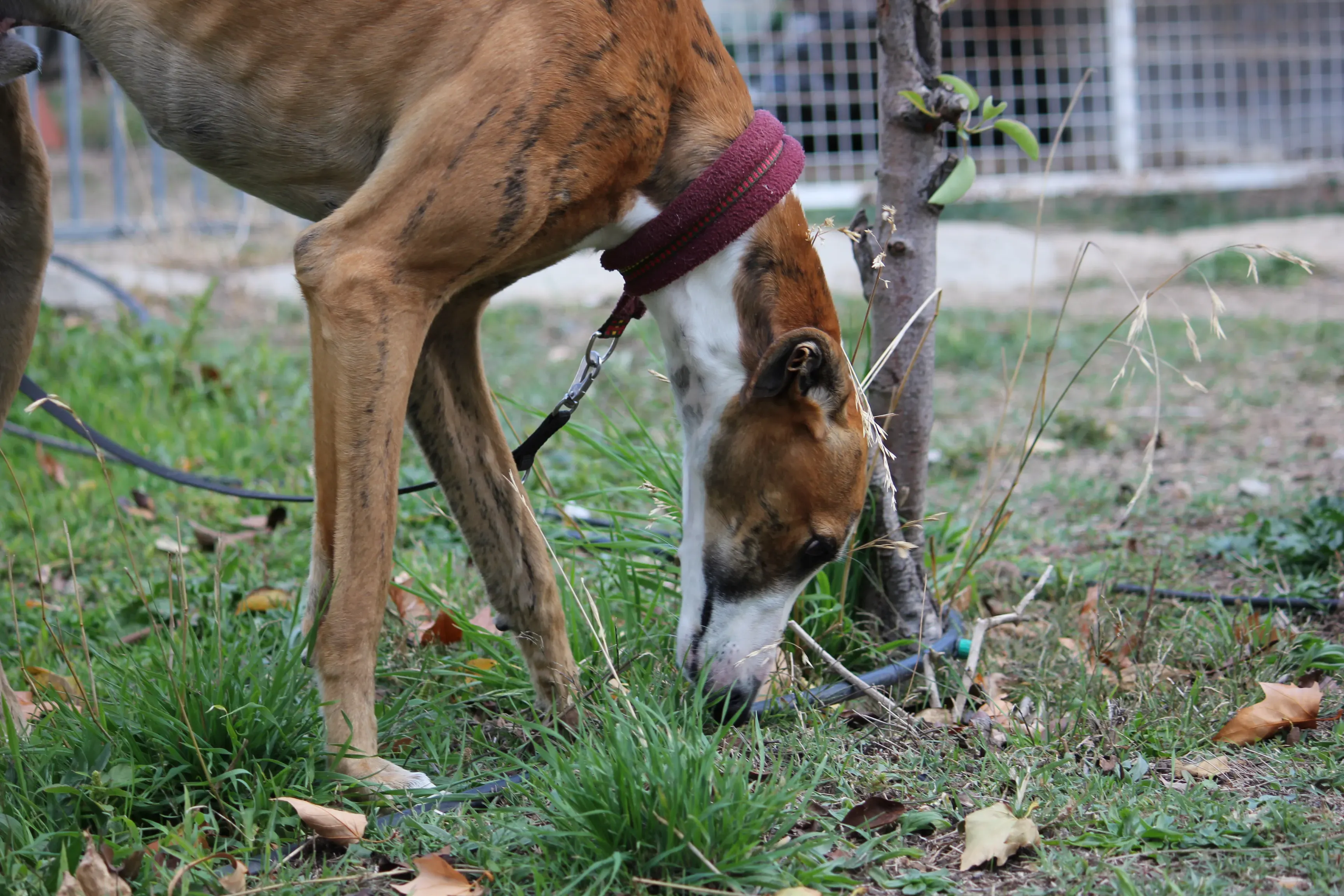 Buby adozione levrieri galgo 08