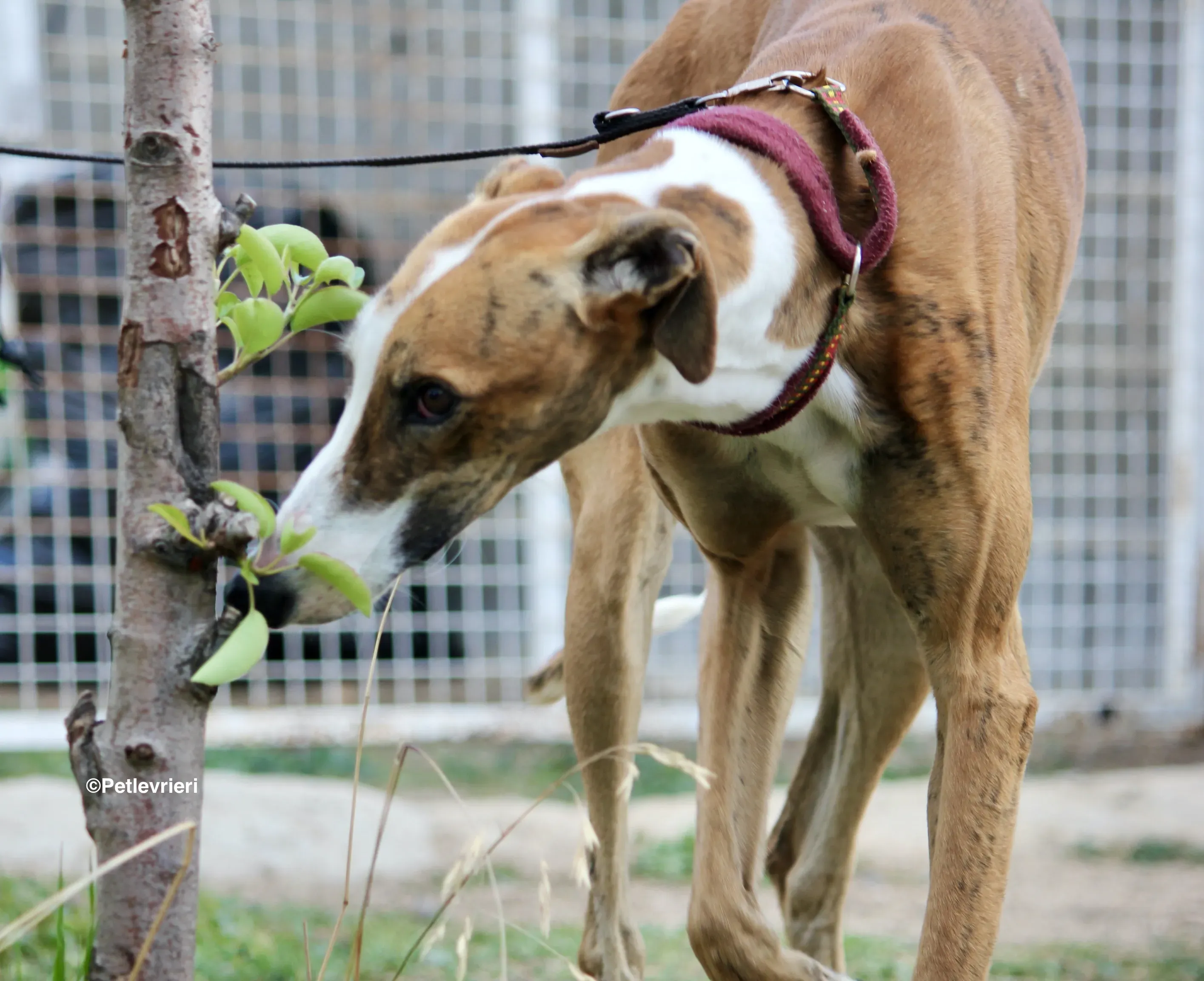 Buby adozione levrieri galgo 09
