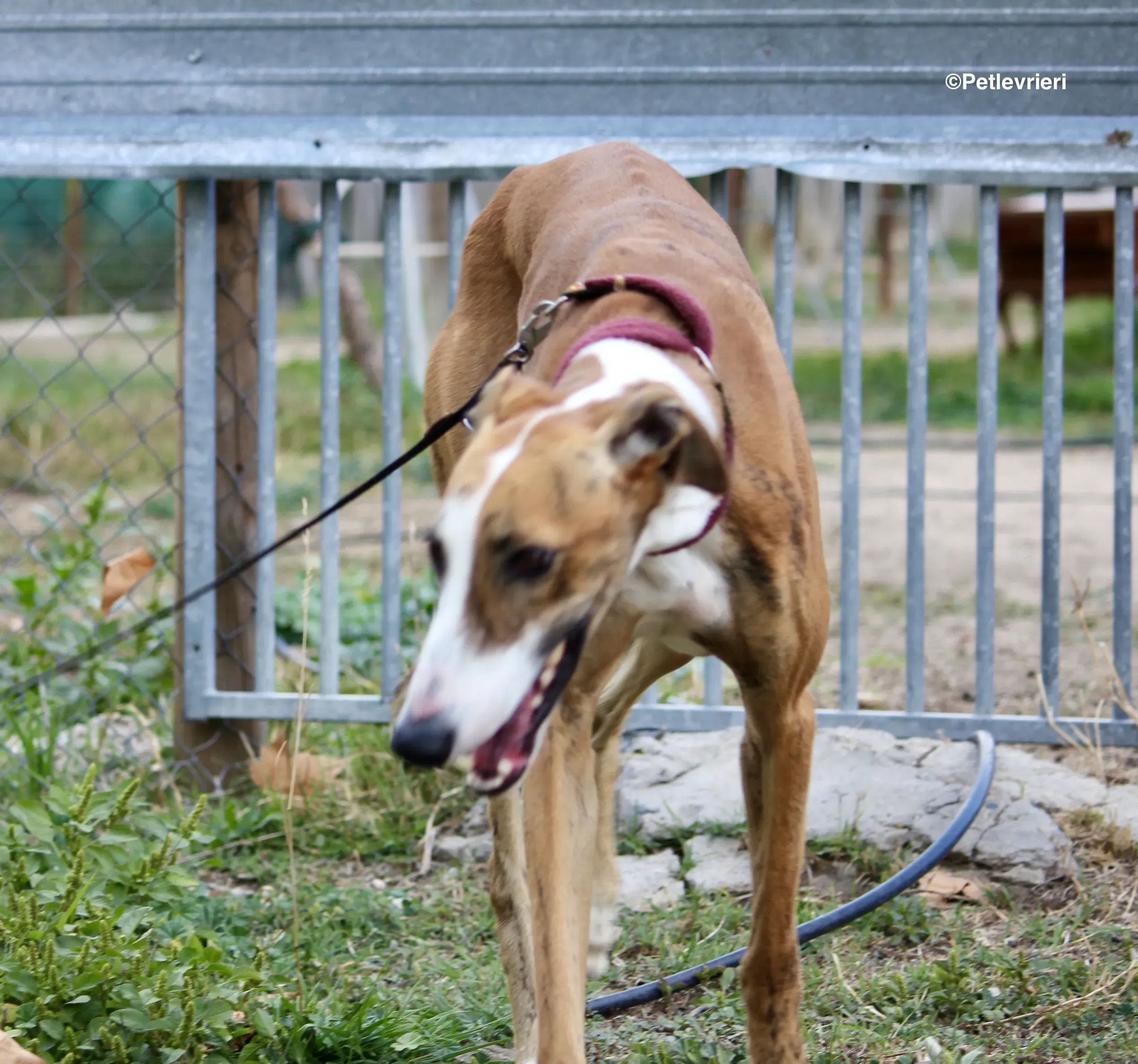 Buby adozione levrieri galgo 10