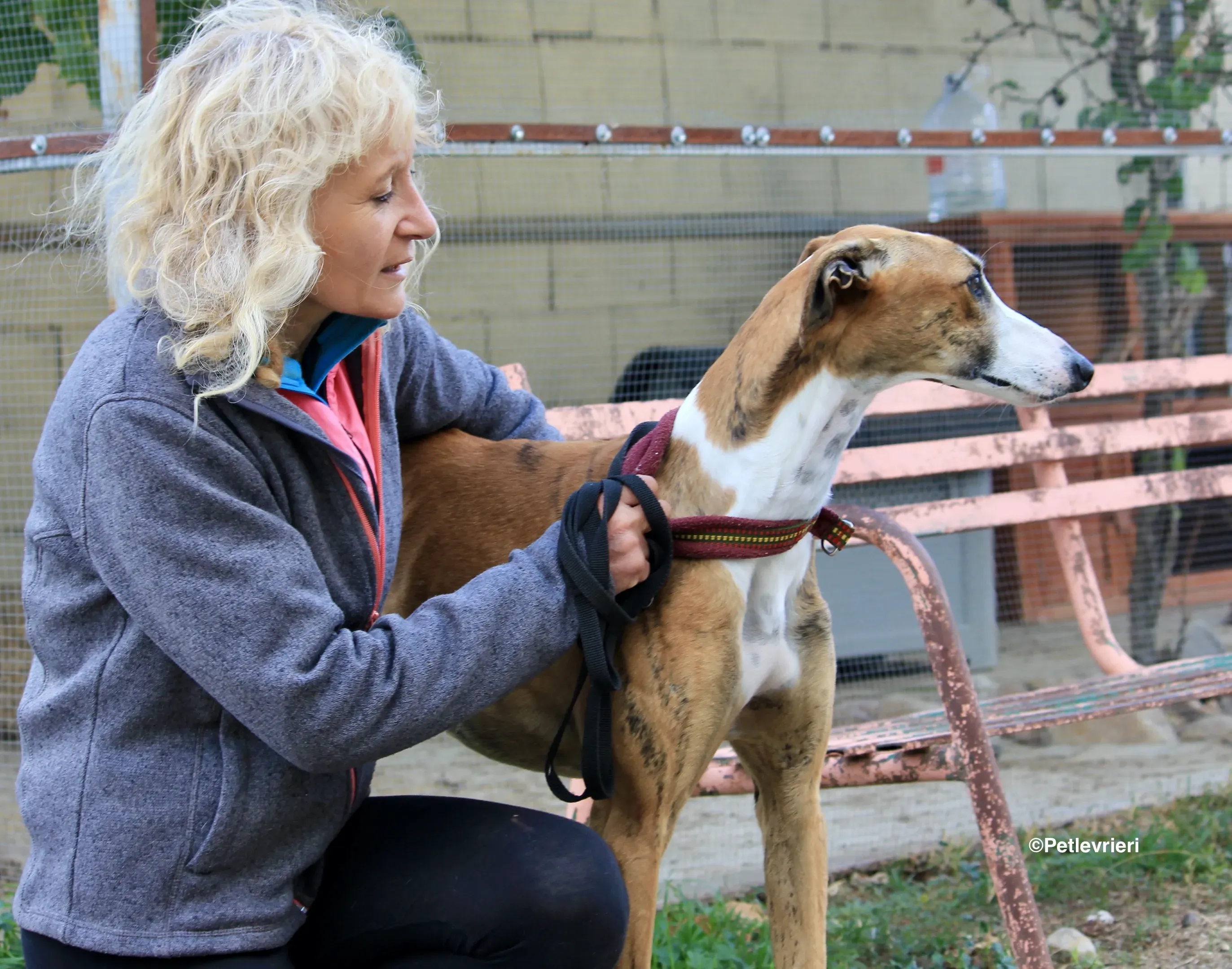 Buby adozione levrieri galgo 11