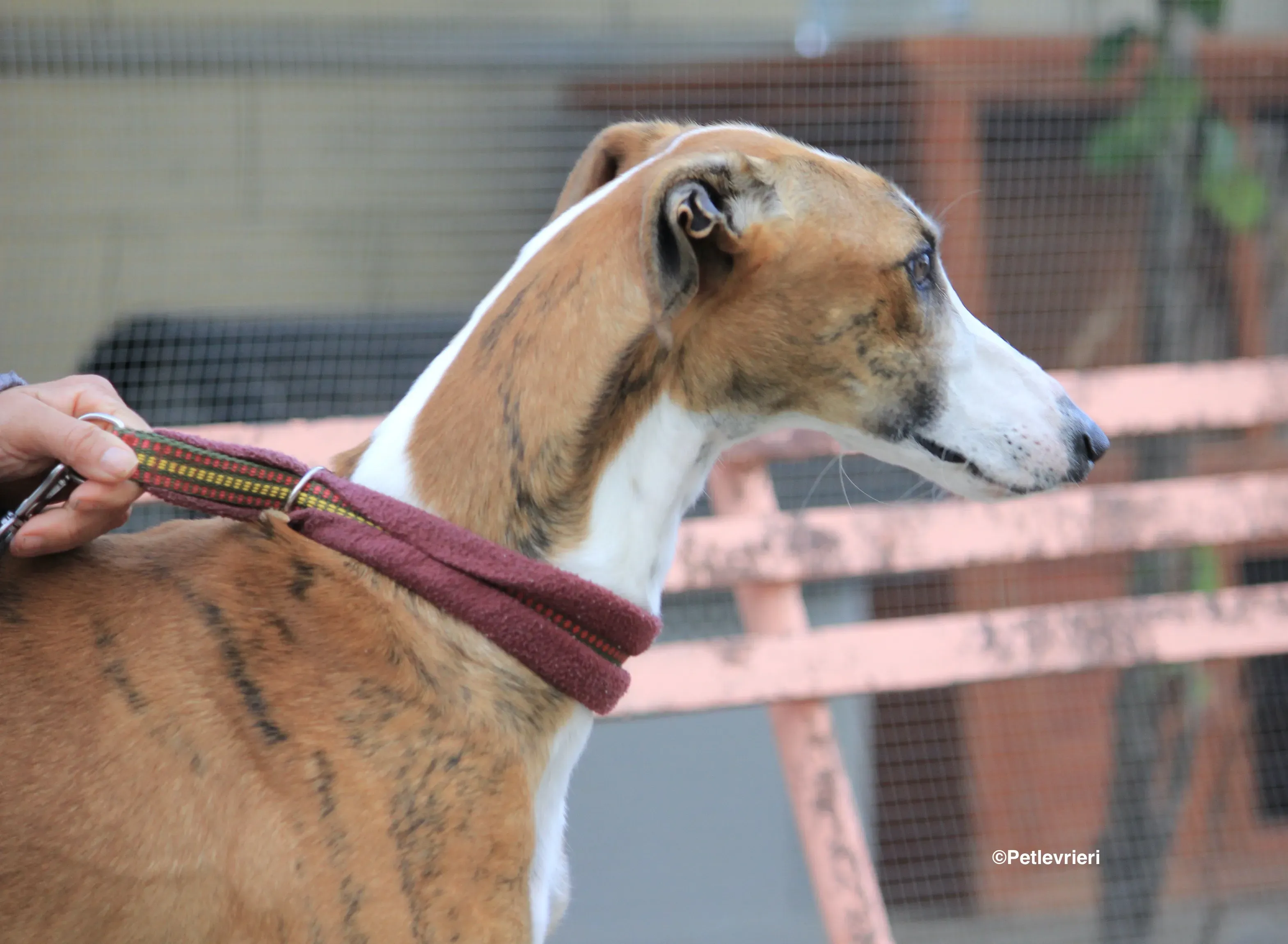 Buby adozione levrieri galgo 12