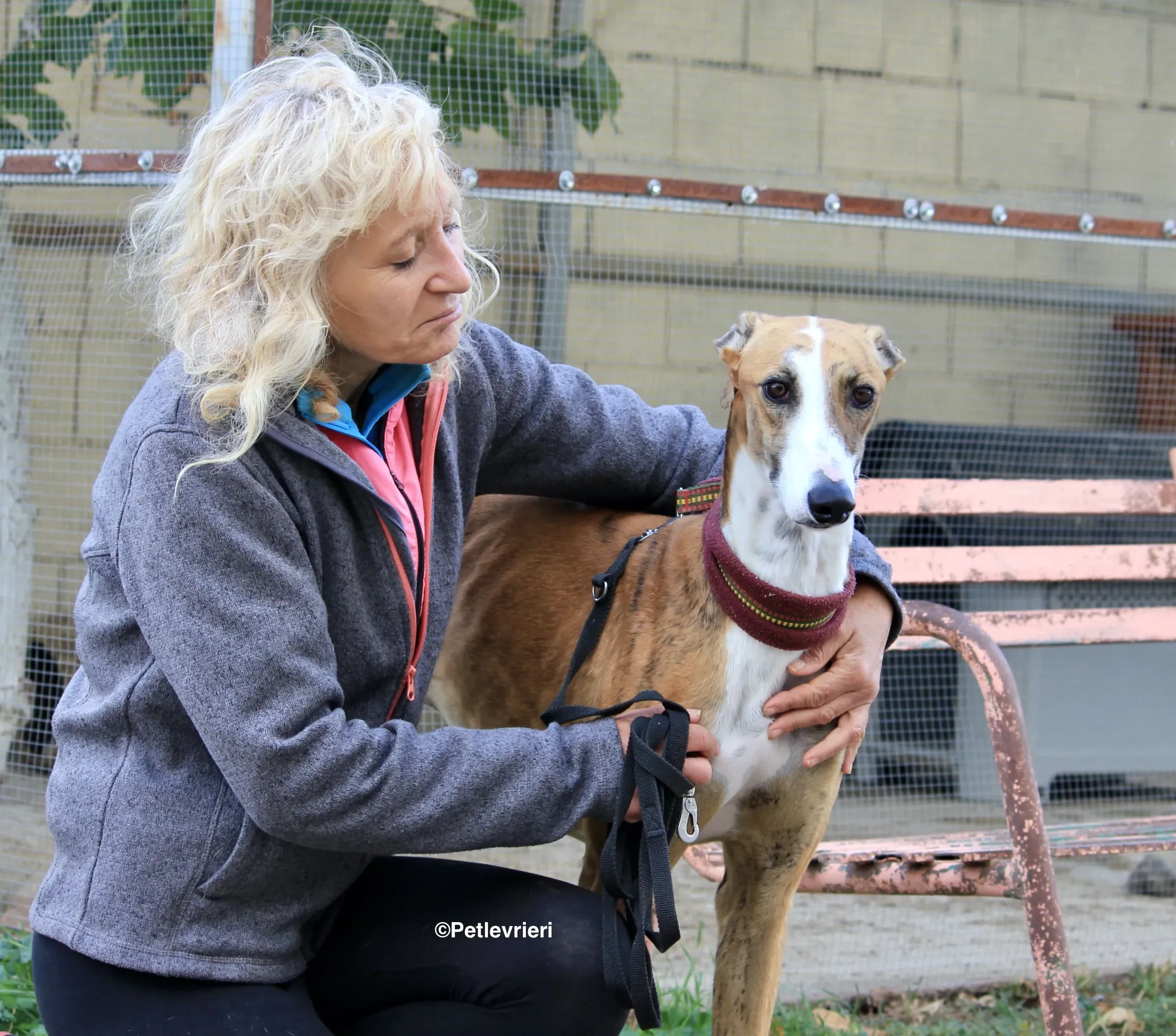 Buby adozione levrieri galgo 13