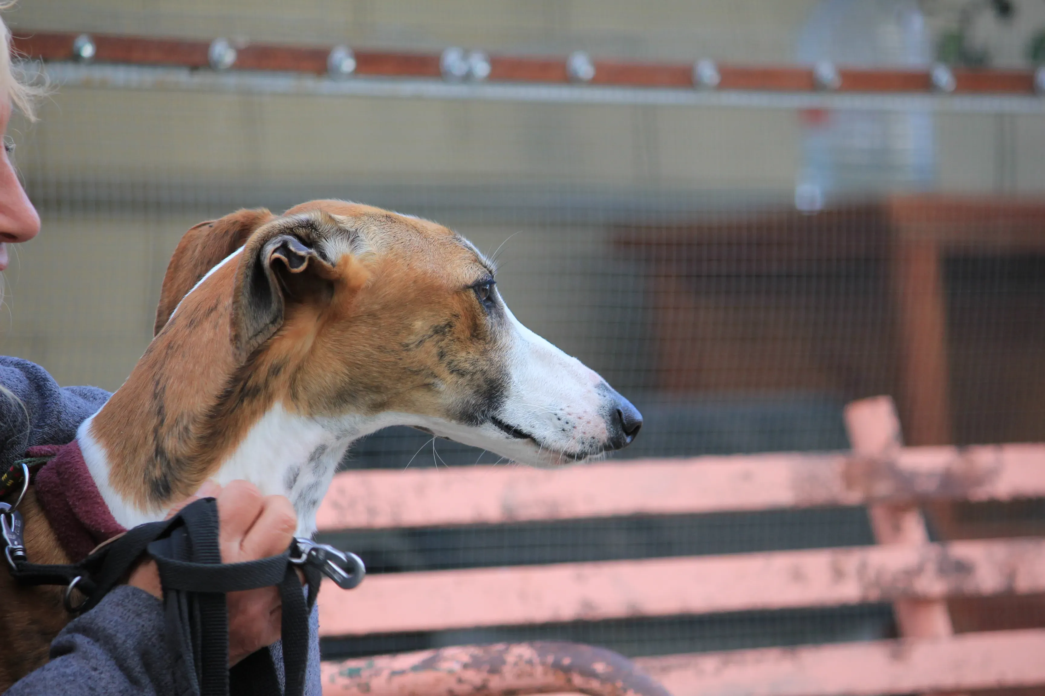 Buby adozione levrieri galgo 14