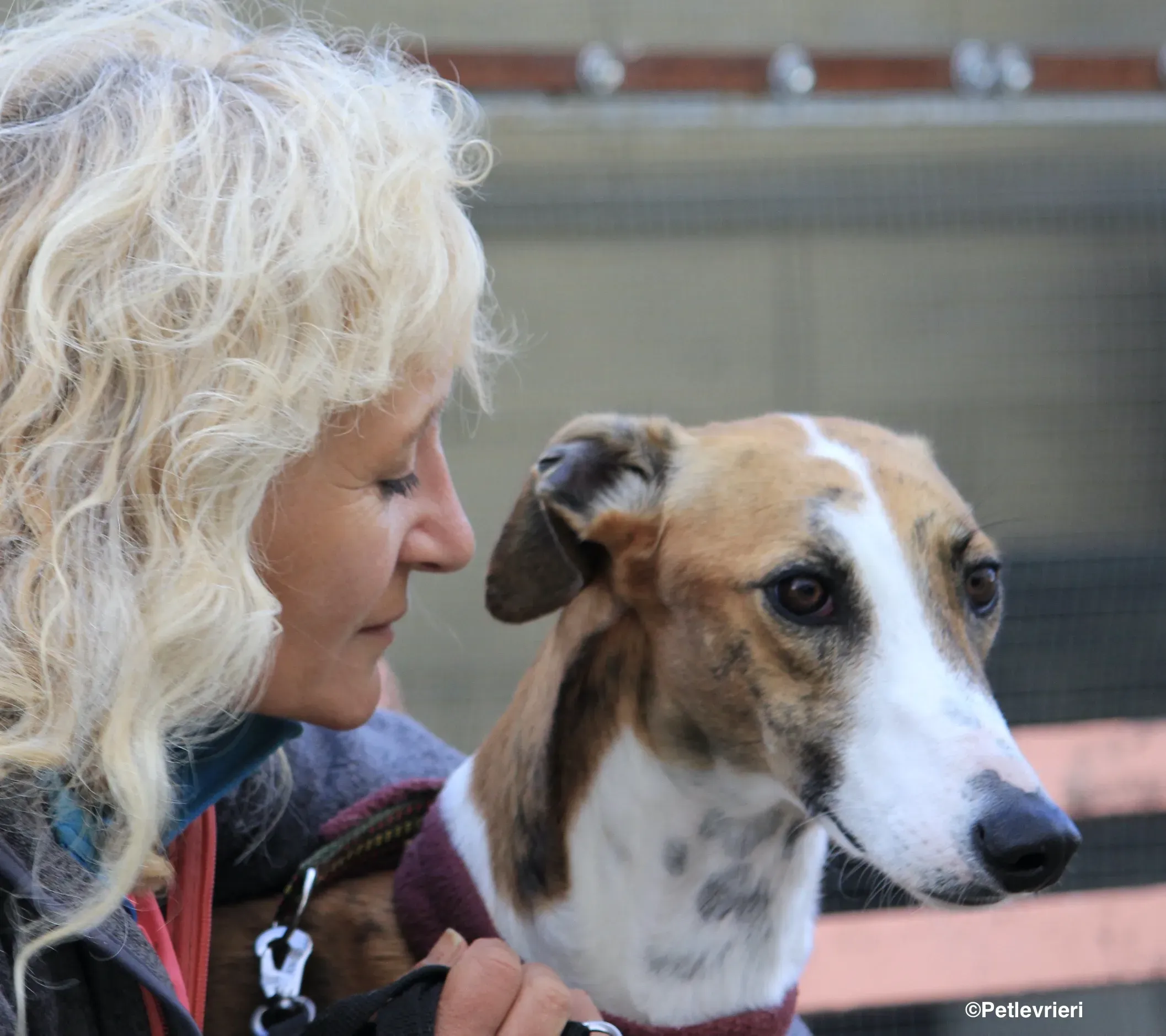 Buby adozione levrieri galgo 15