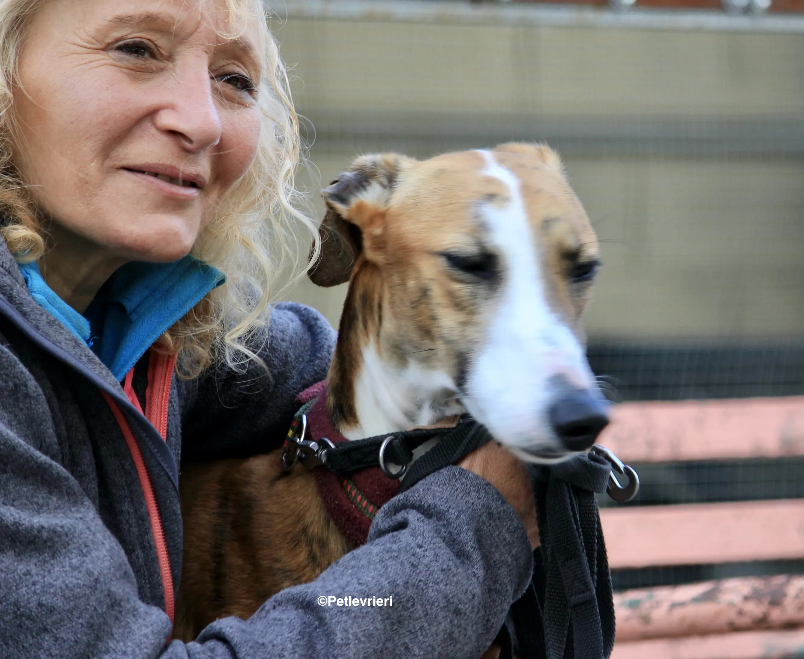 Buby adozione levrieri galgo 16