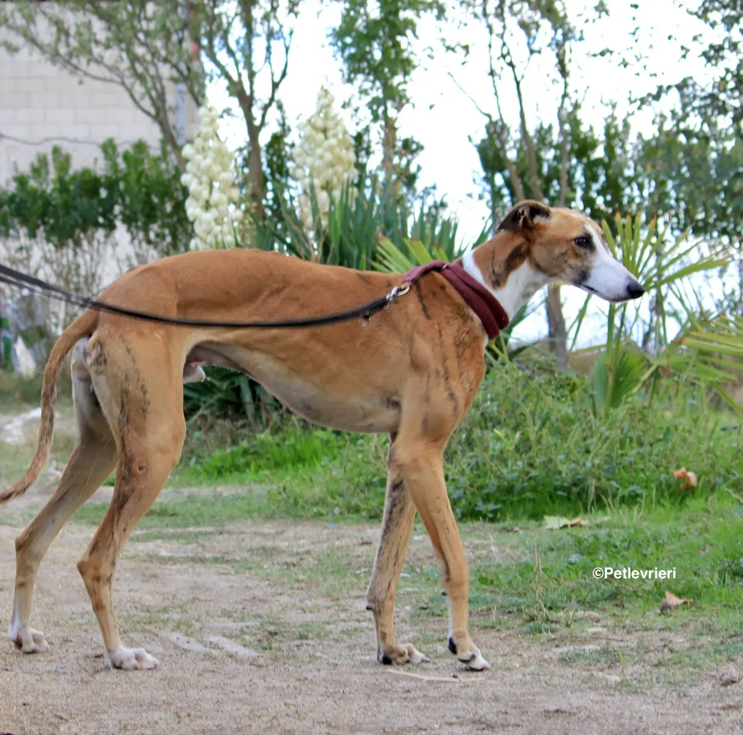 Buby adozione levrieri galgo 17 e1571691431575