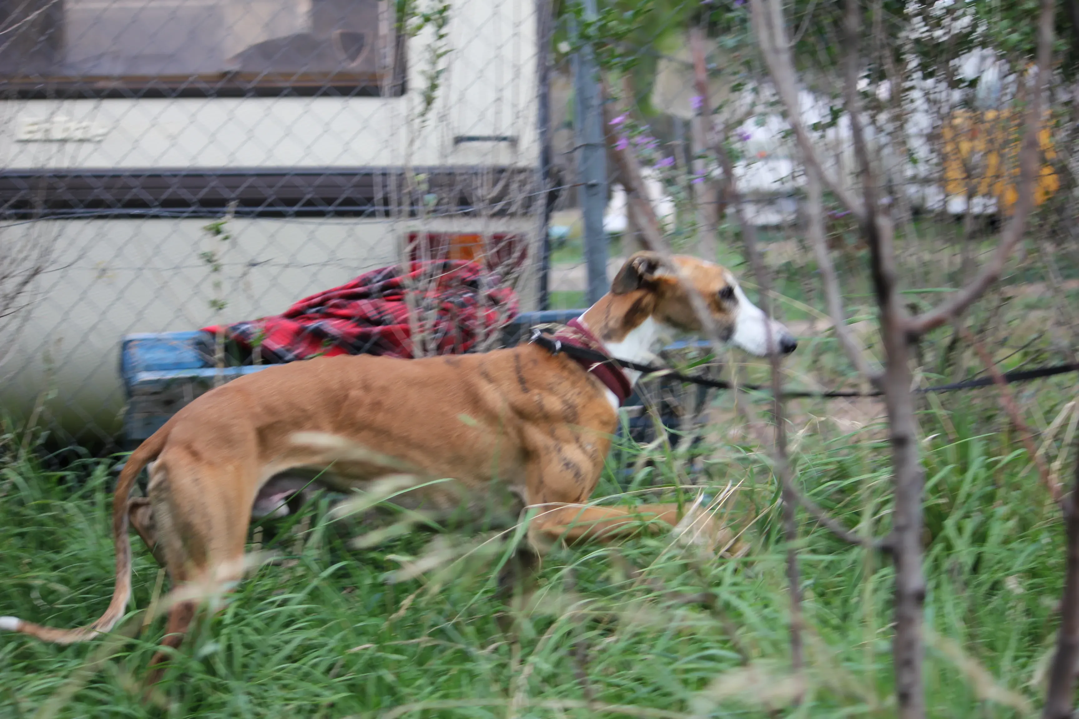 Buby adozione levrieri galgo 18