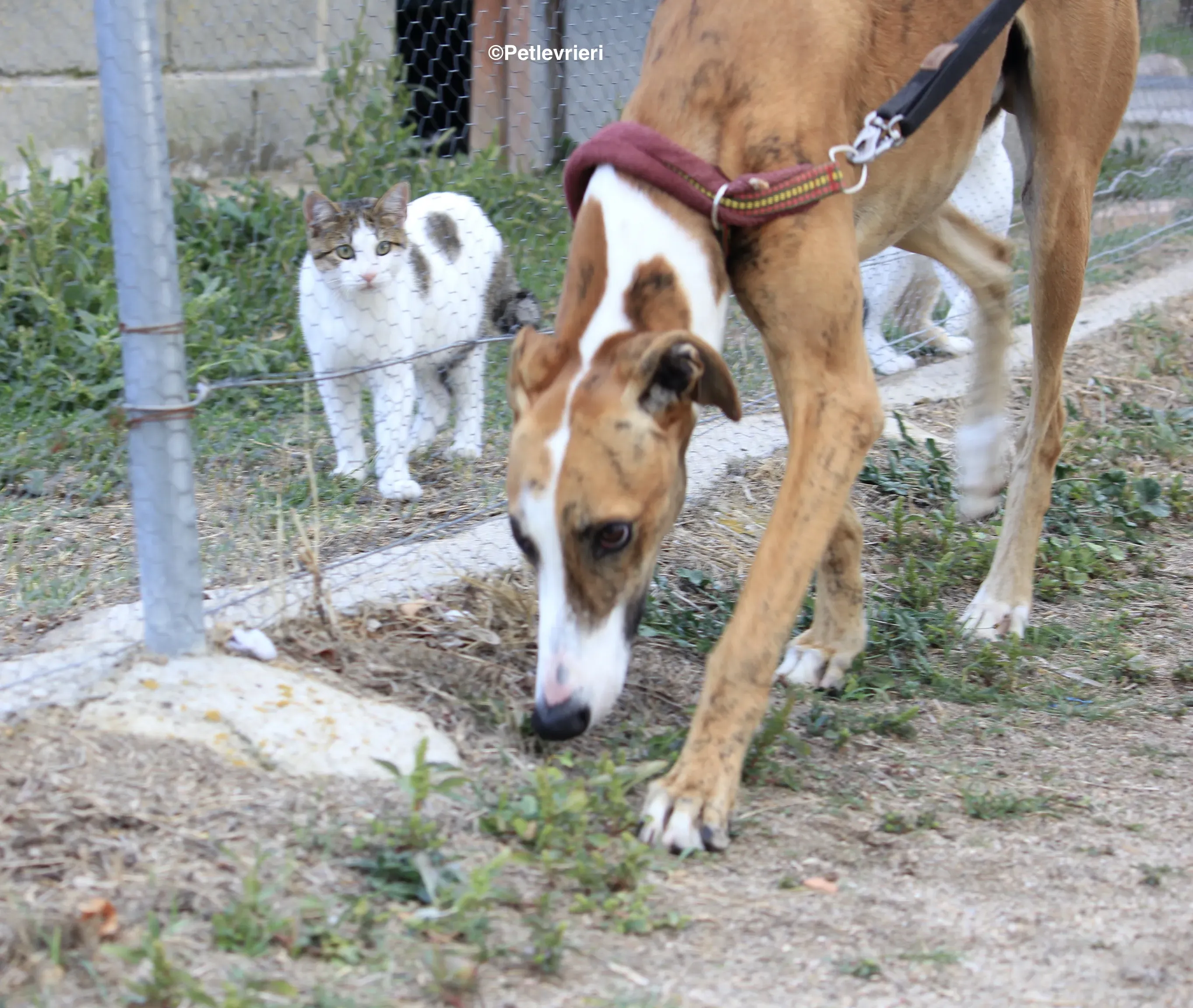 Buby adozione levrieri galgo 19
