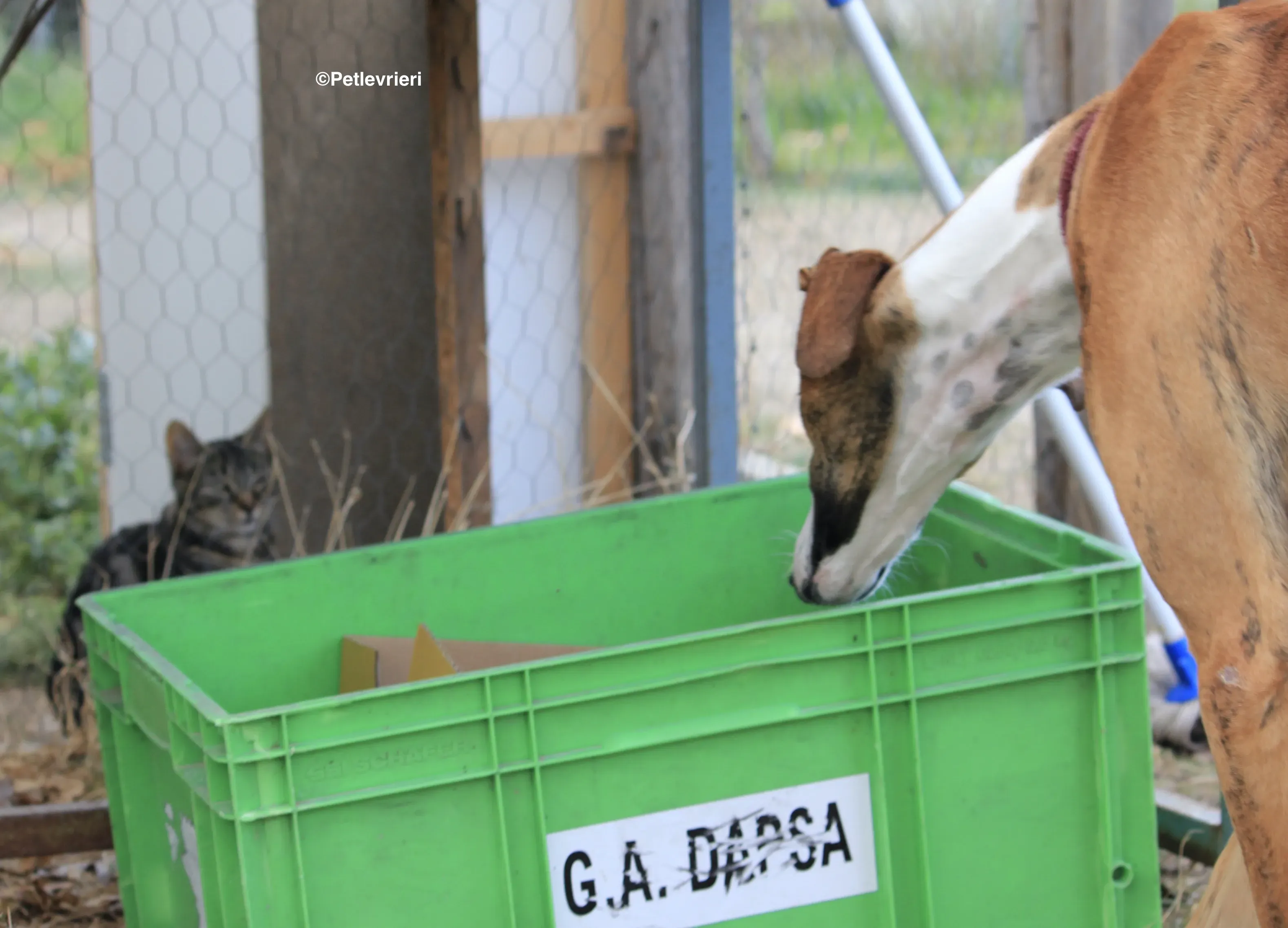 Buby adozione levrieri galgo 20