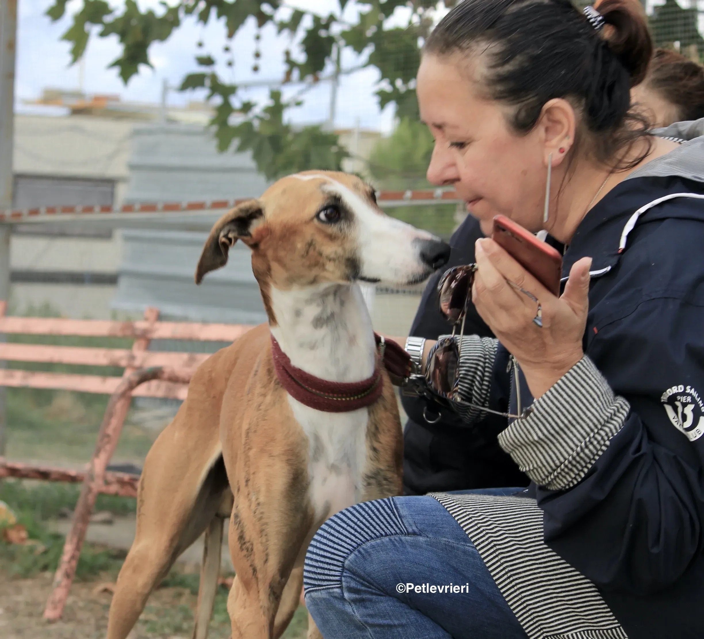 Buby adozione levrieri galgo 21