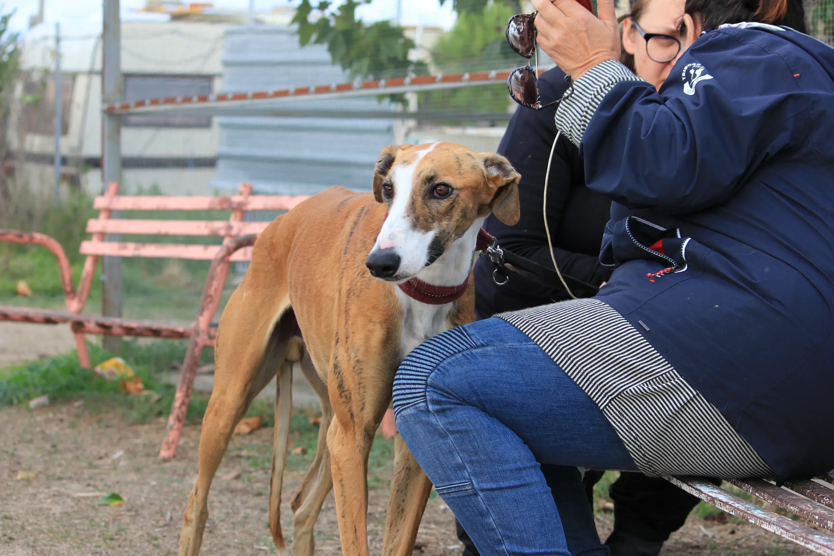 Buby adozione levrieri galgo 22