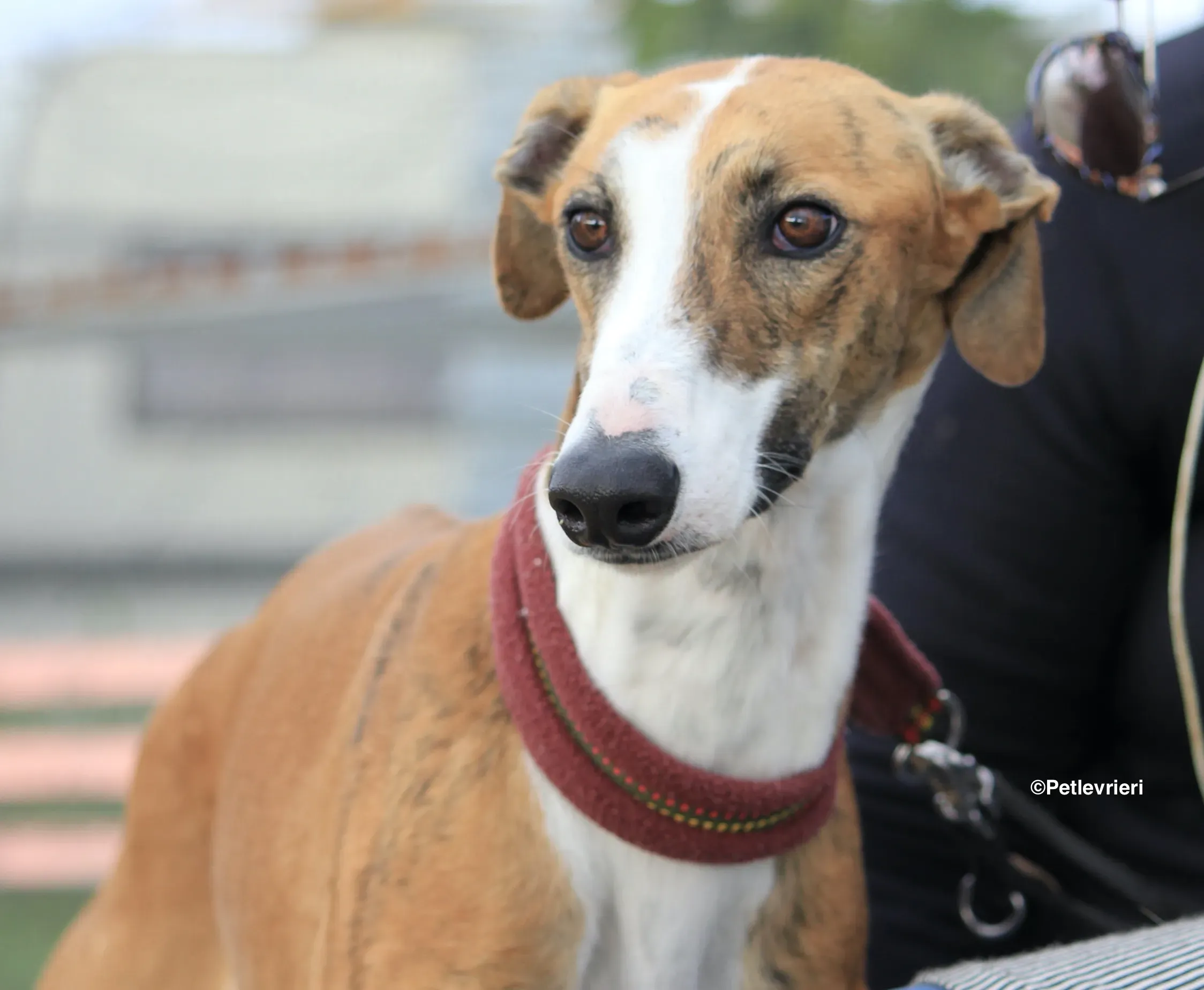 Buby adozione levrieri galgo 23