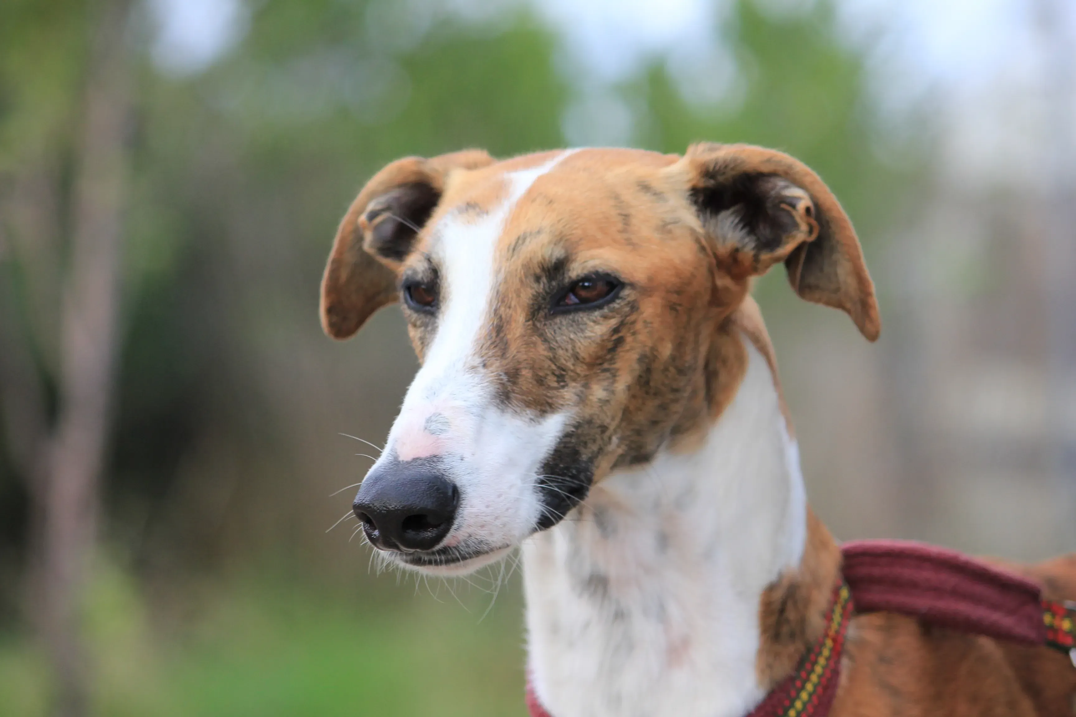 Buby adozione levrieri galgo 24