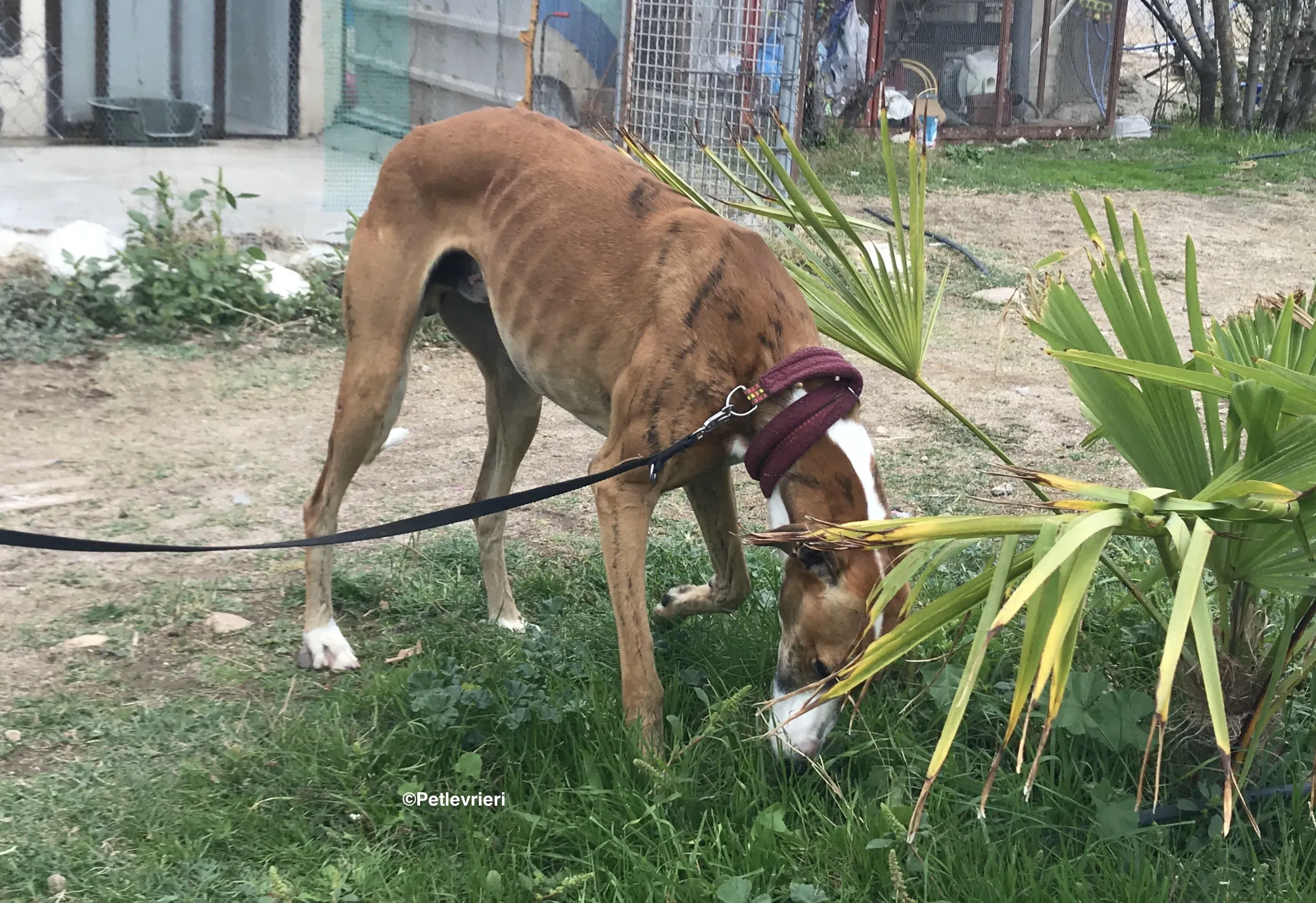 Buby adozione levrieri galgo 25