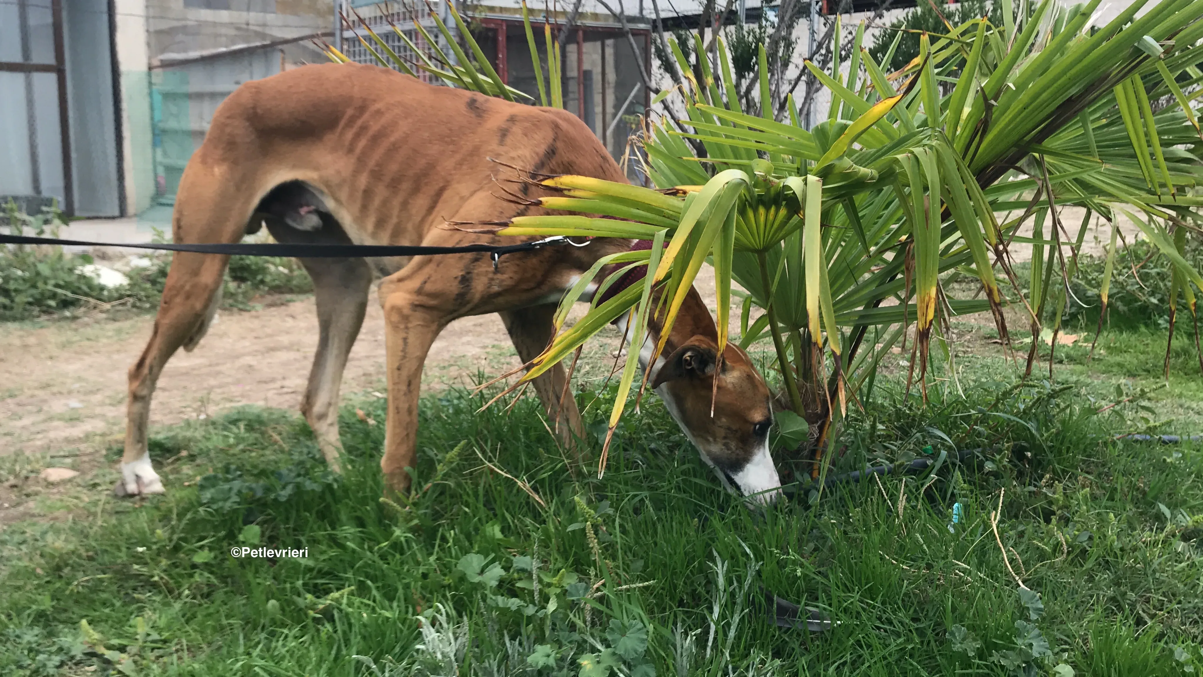 Buby adozione levrieri galgo 26