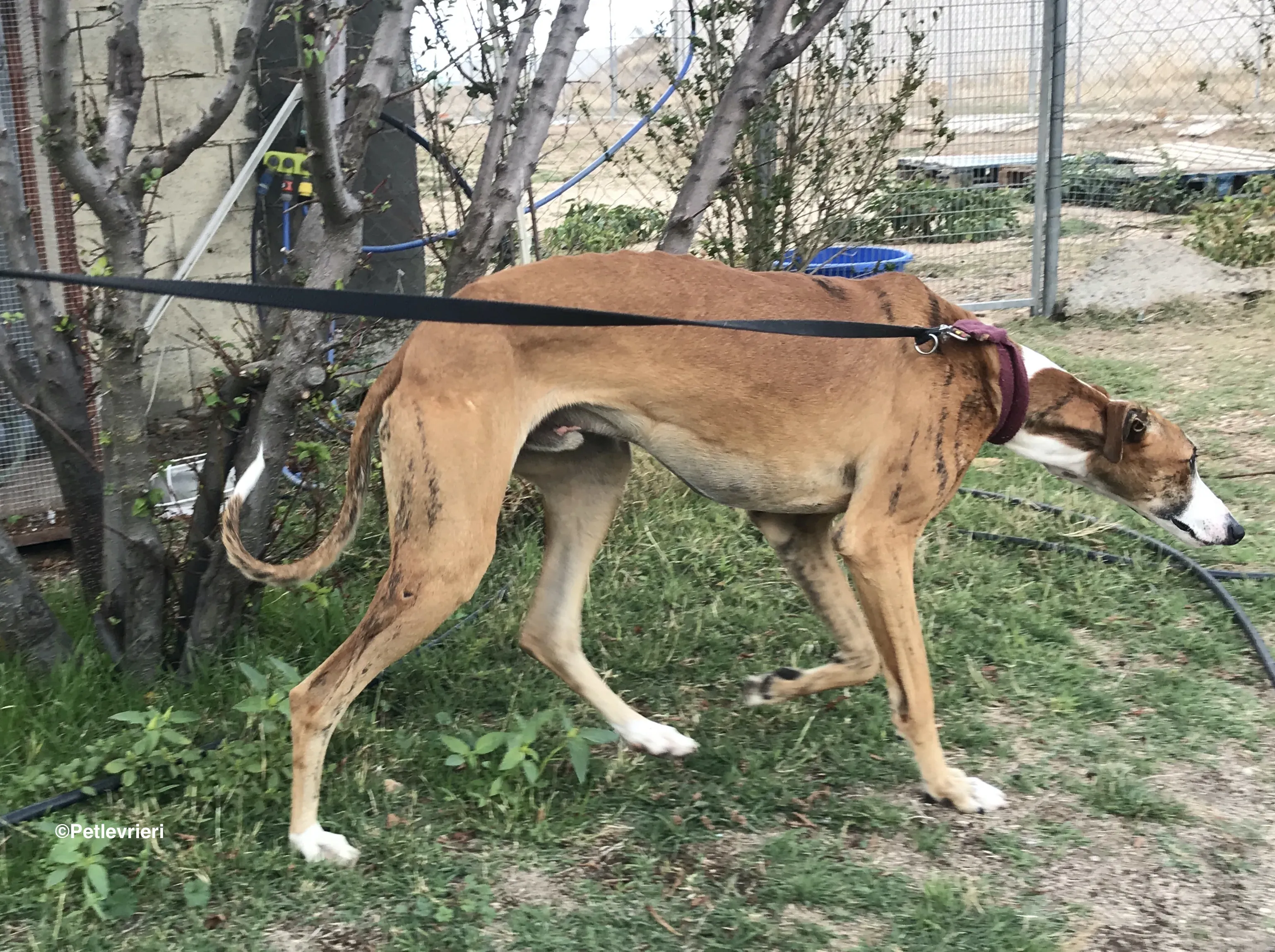 Buby adozione levrieri galgo 27