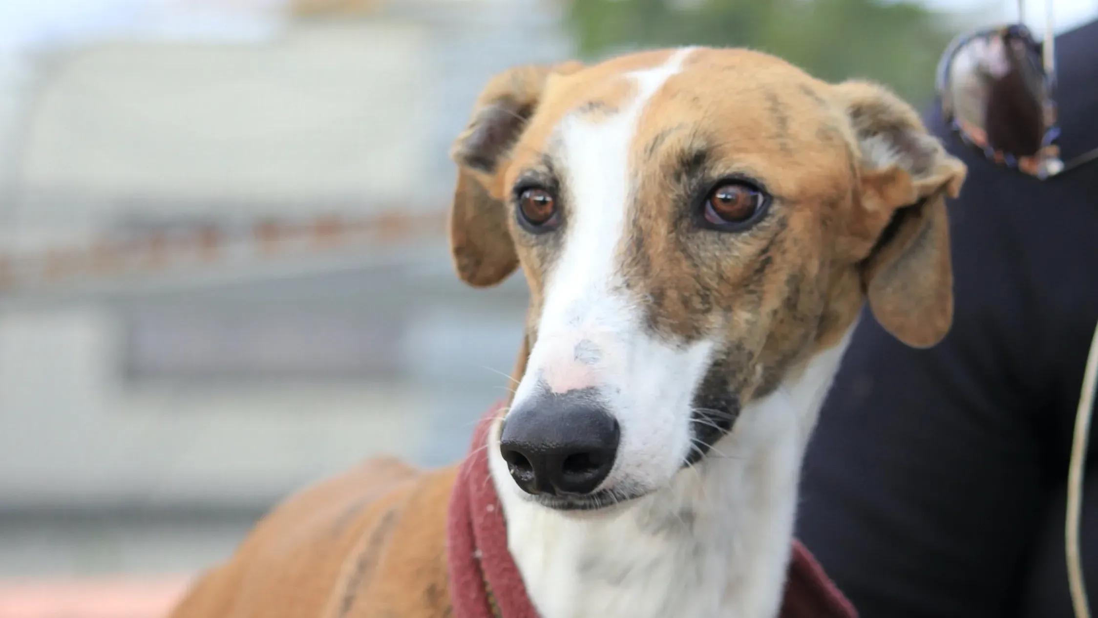 Buby adozione levrieri galgo 28