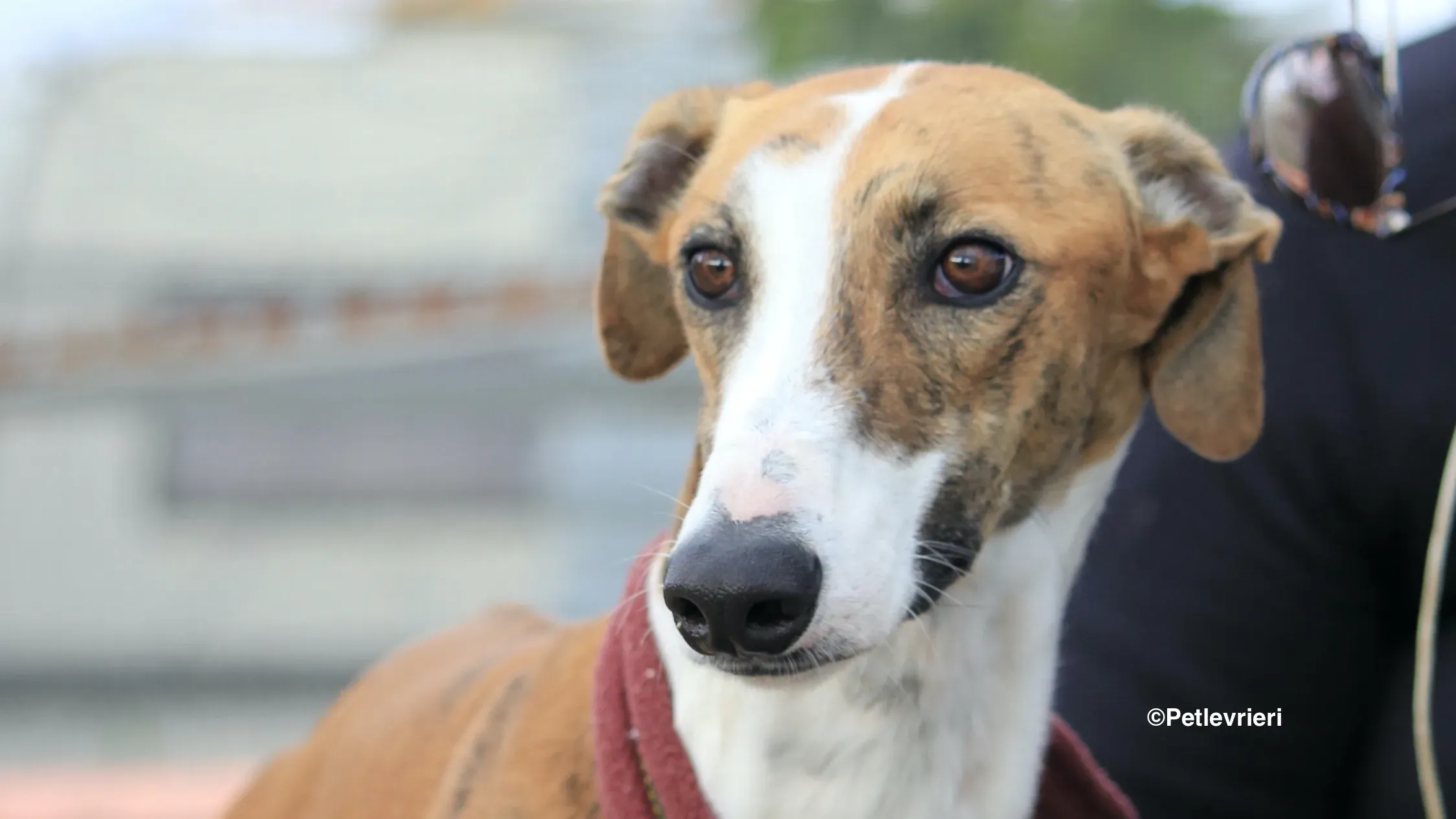 Buby adozione levrieri galgo 29