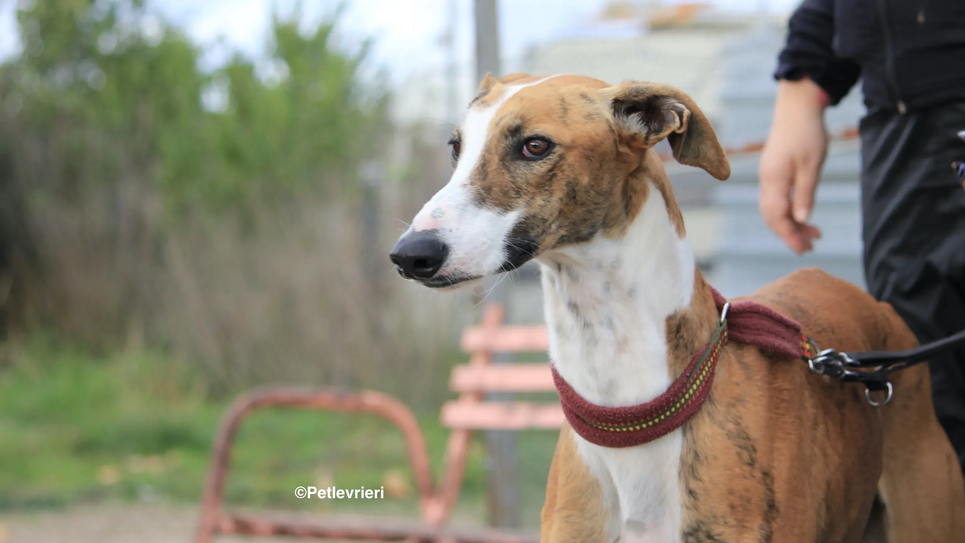 Buby adozione levrieri galgo 30