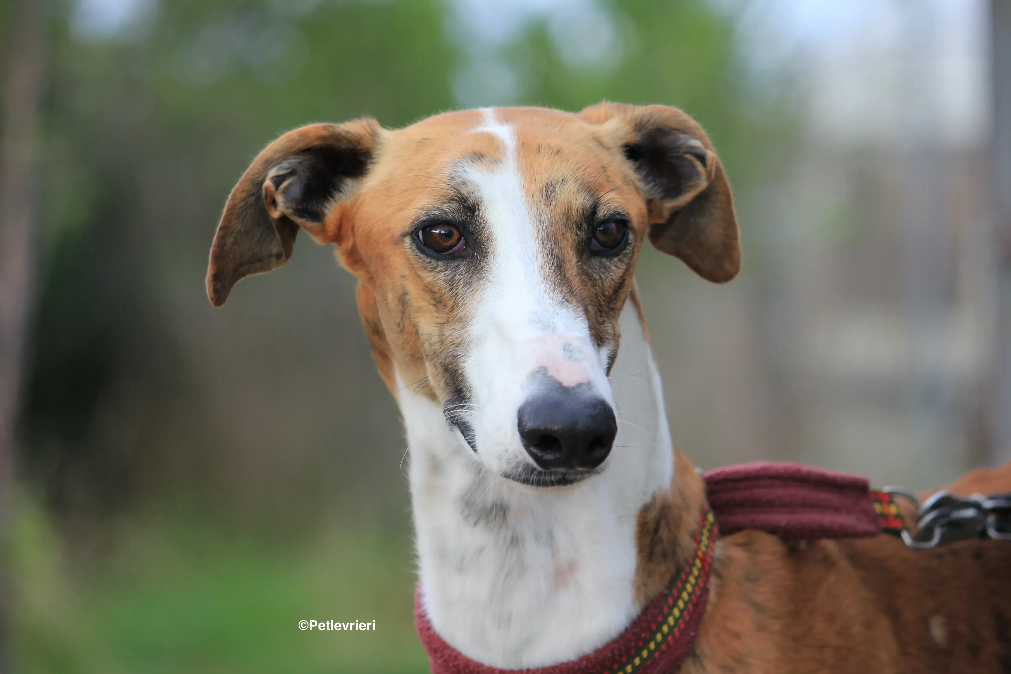 Buby adozione levrieri galgo 31