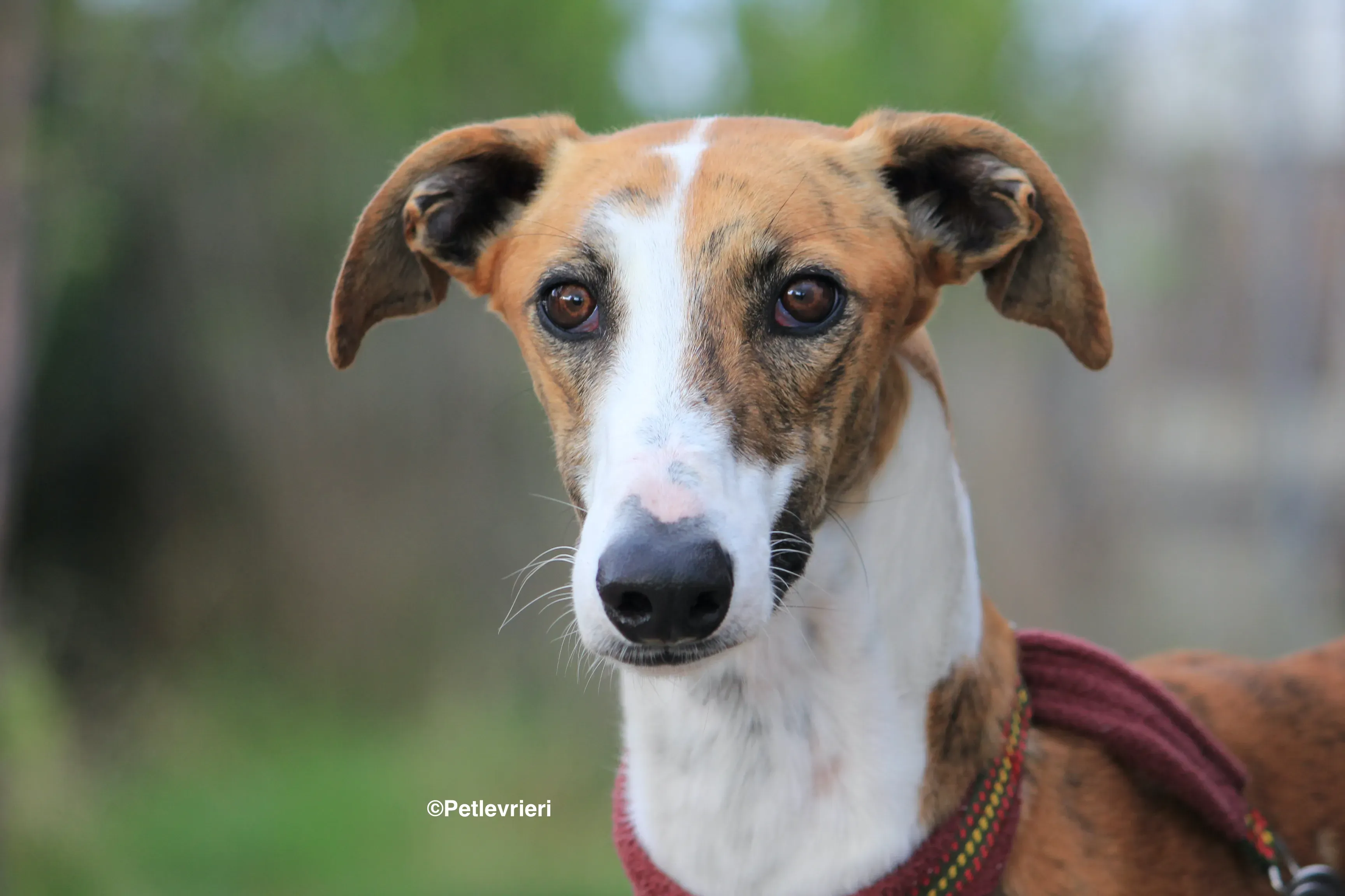 Buby adozione levrieri galgo 32