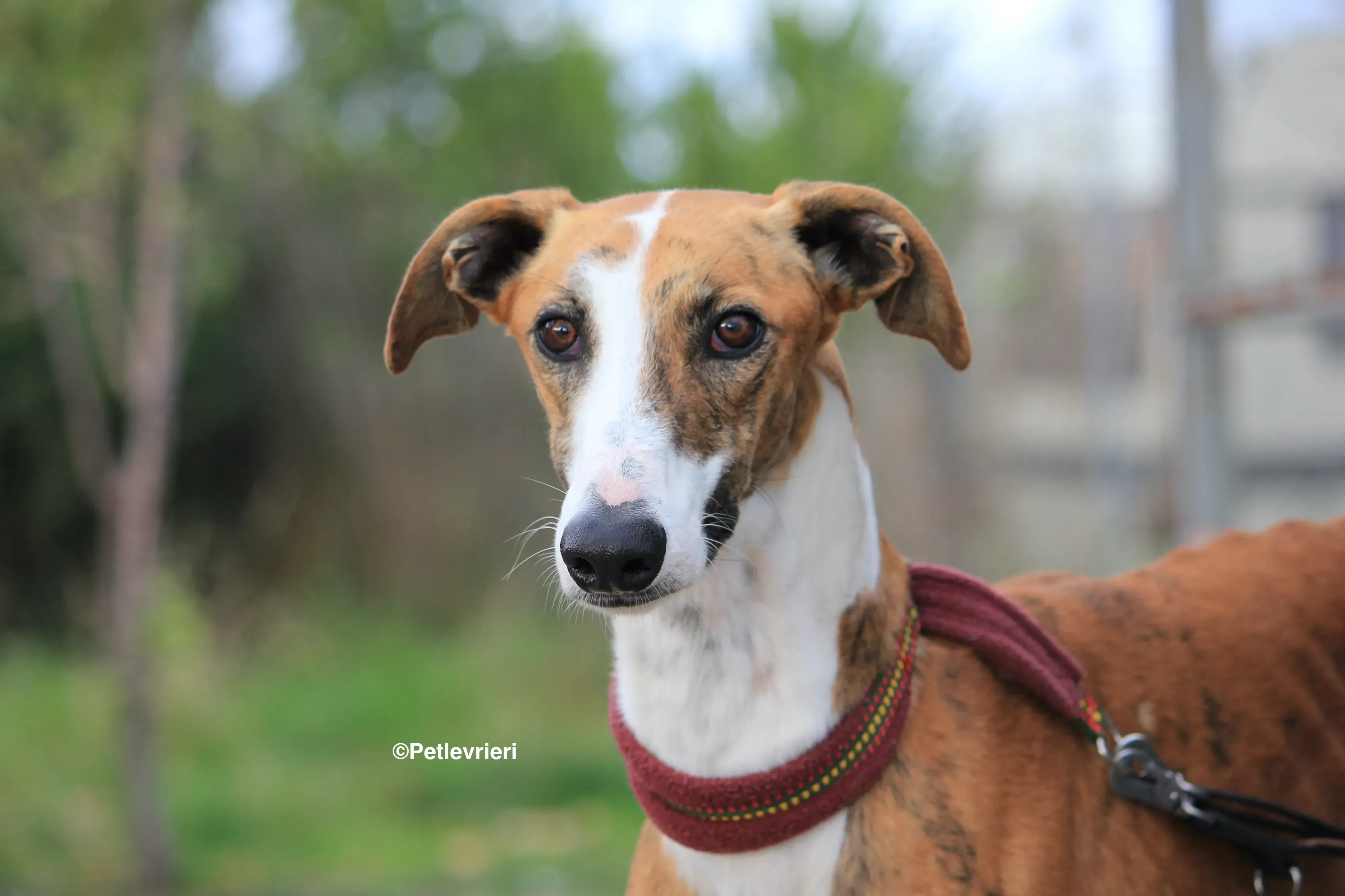 Buby adozione levrieri galgo 33