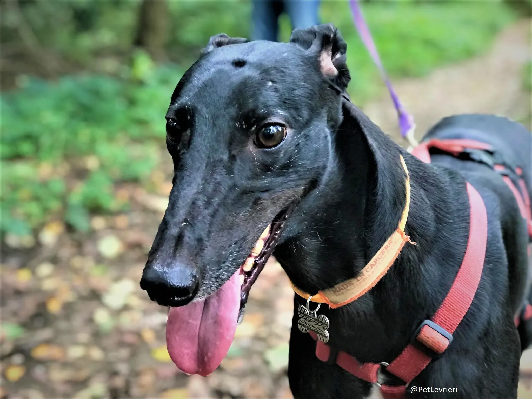 Bucksie adozione levrieri greyhound 05