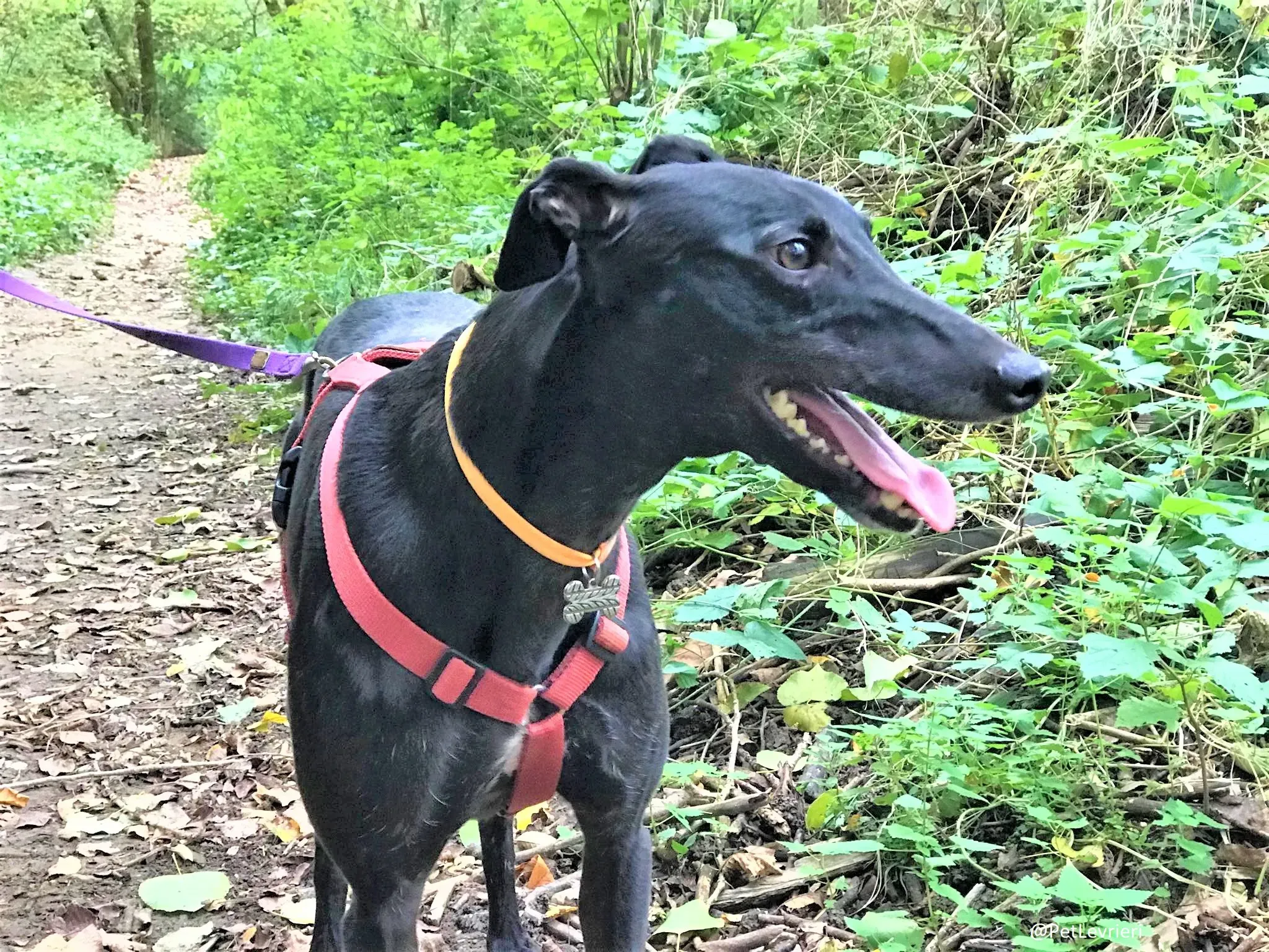 Bucksie adozione levrieri greyhound 06