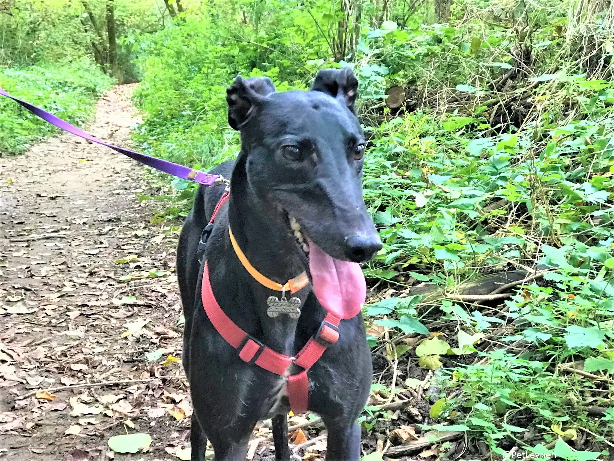 Bucksie adozione levrieri greyhound 07