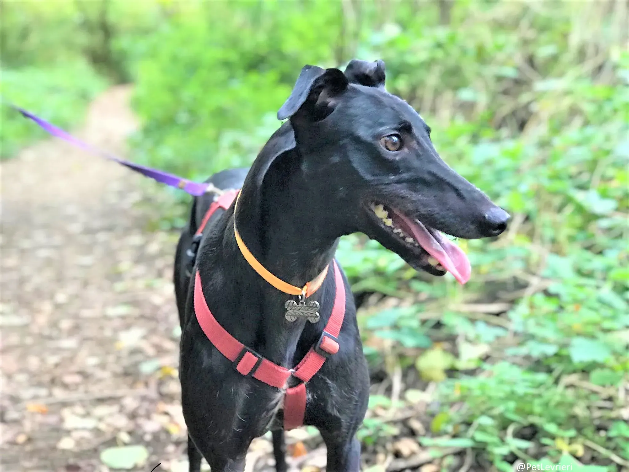 Bucksie adozione levrieri greyhound 08