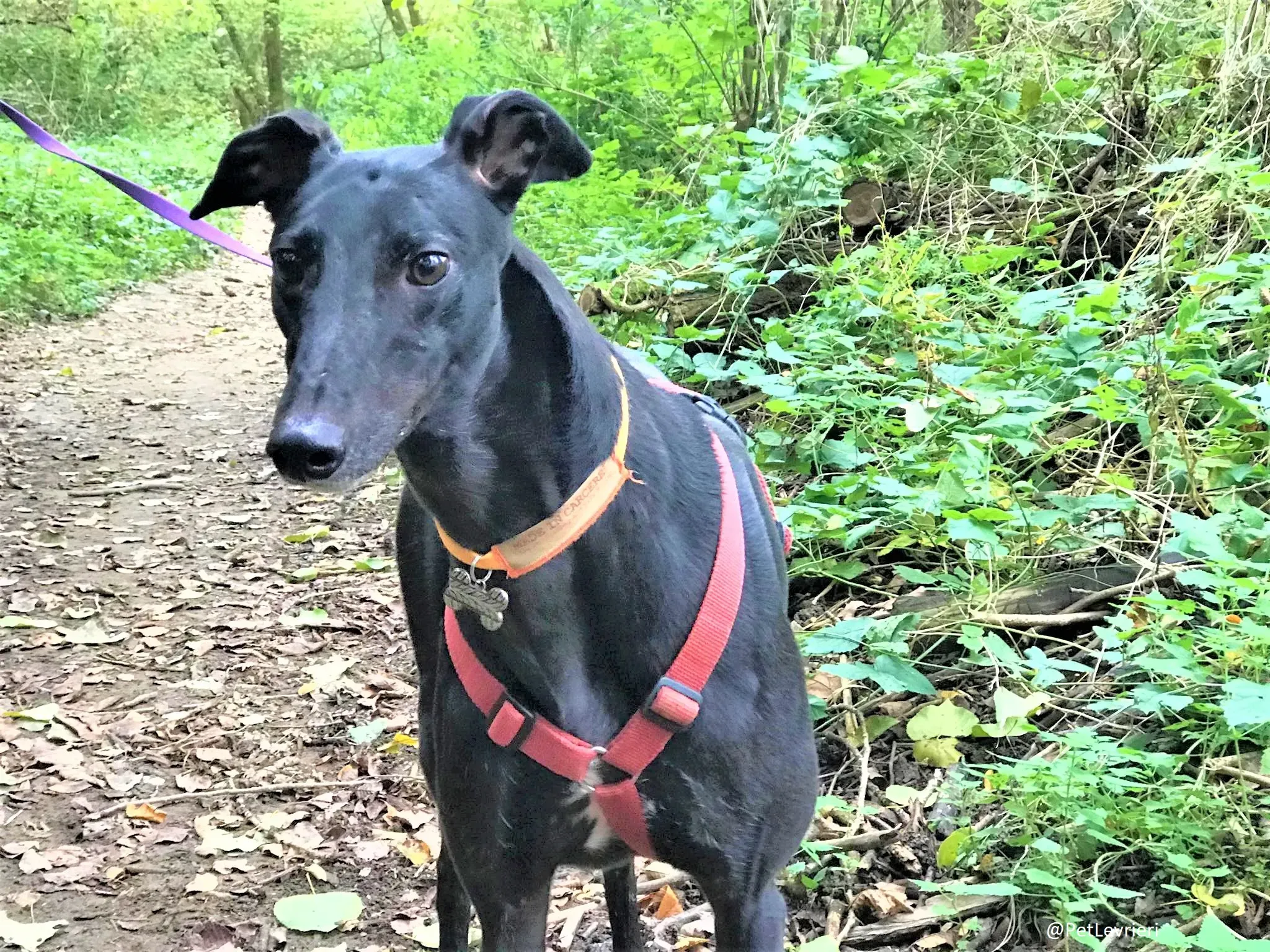 Bucksie adozione levrieri greyhound 09