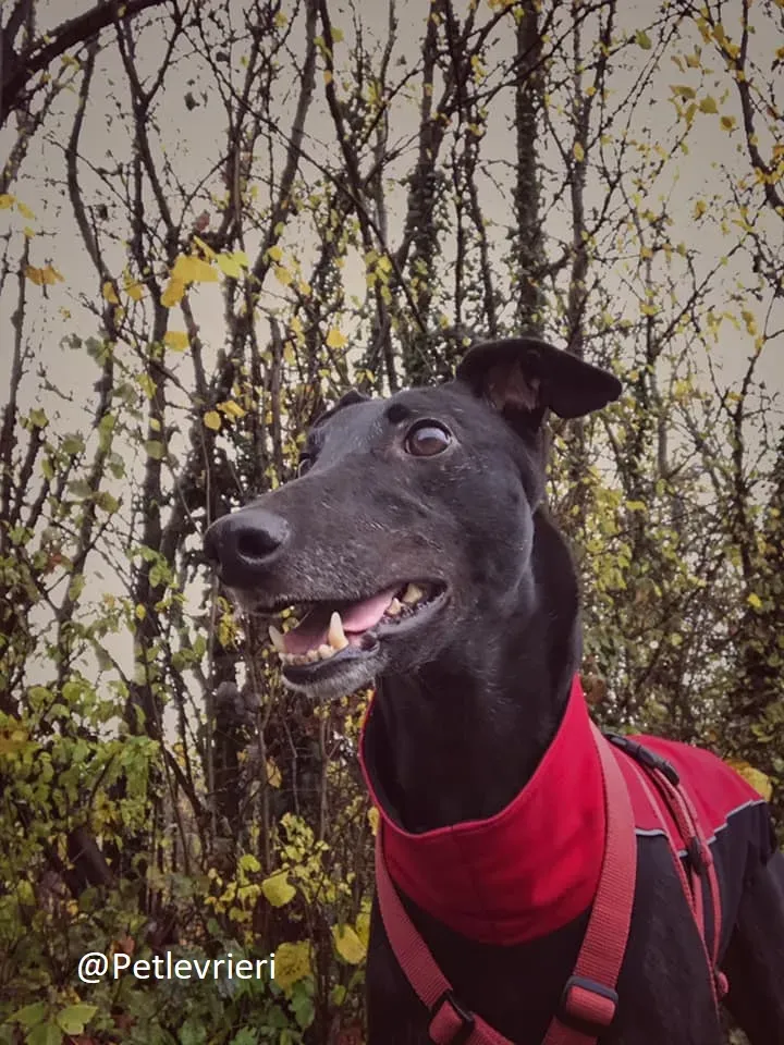 Bucksie adozione levrieri greyhound 19