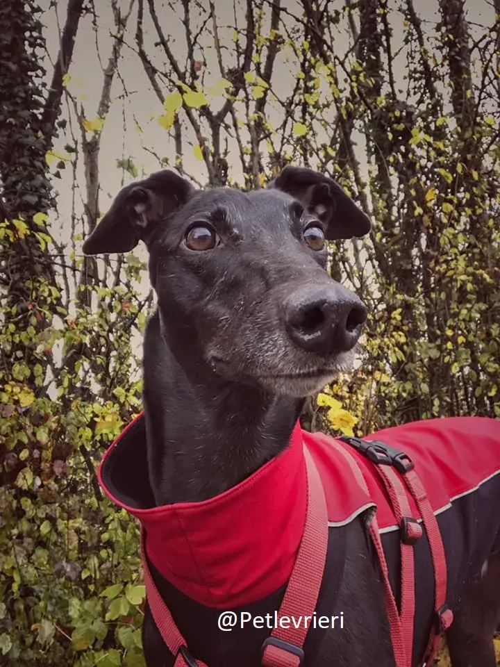 Bucksie adozione levrieri greyhound 20