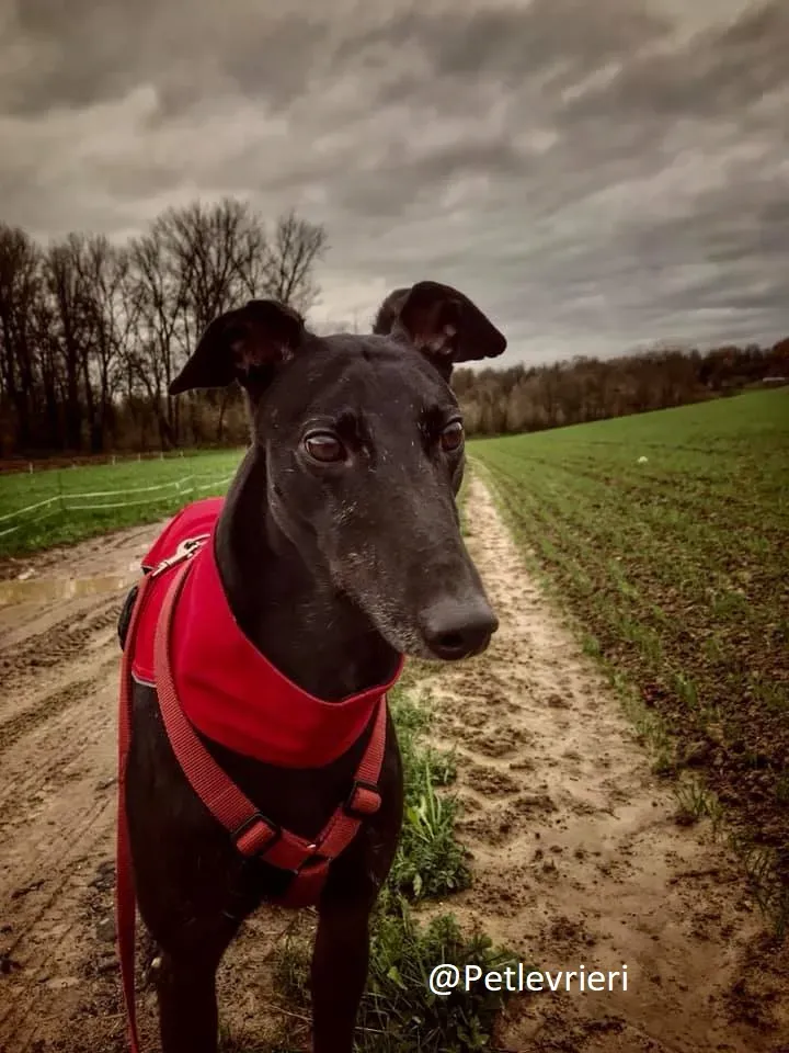 Bucksie adozione levrieri greyhound 21