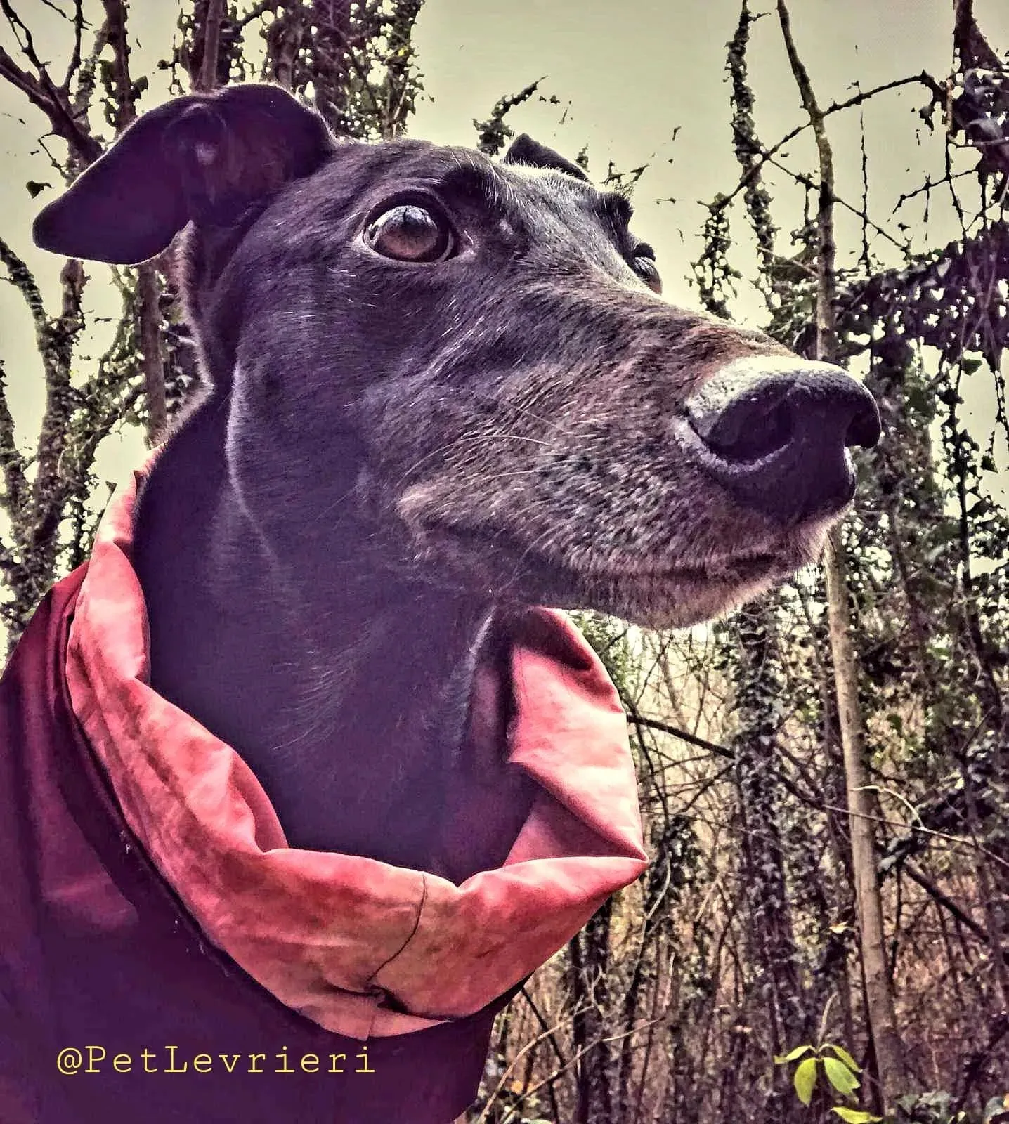 Bucksie adozione levrieri greyhound 22