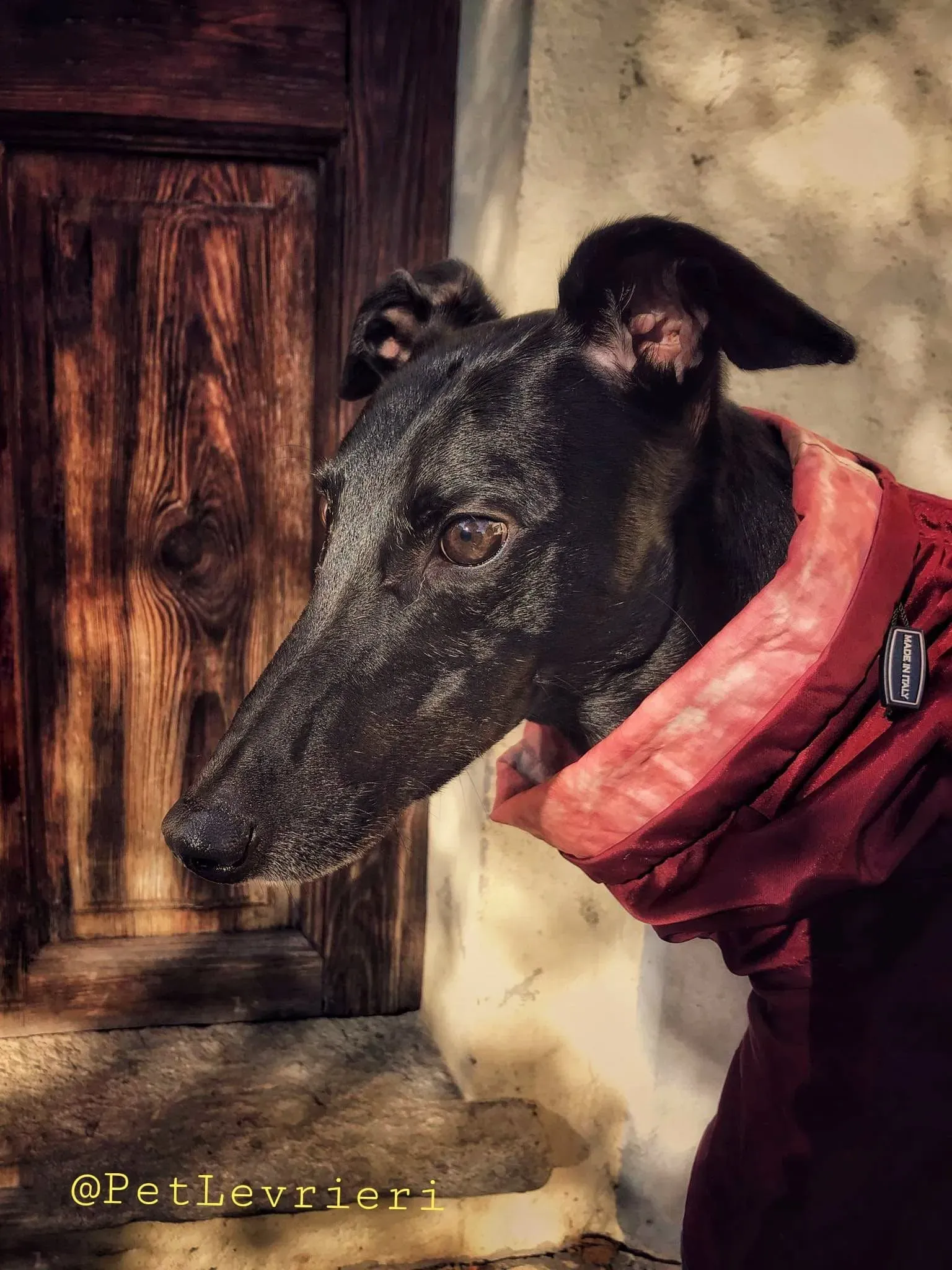 Bucksie adozione levrieri greyhound 23