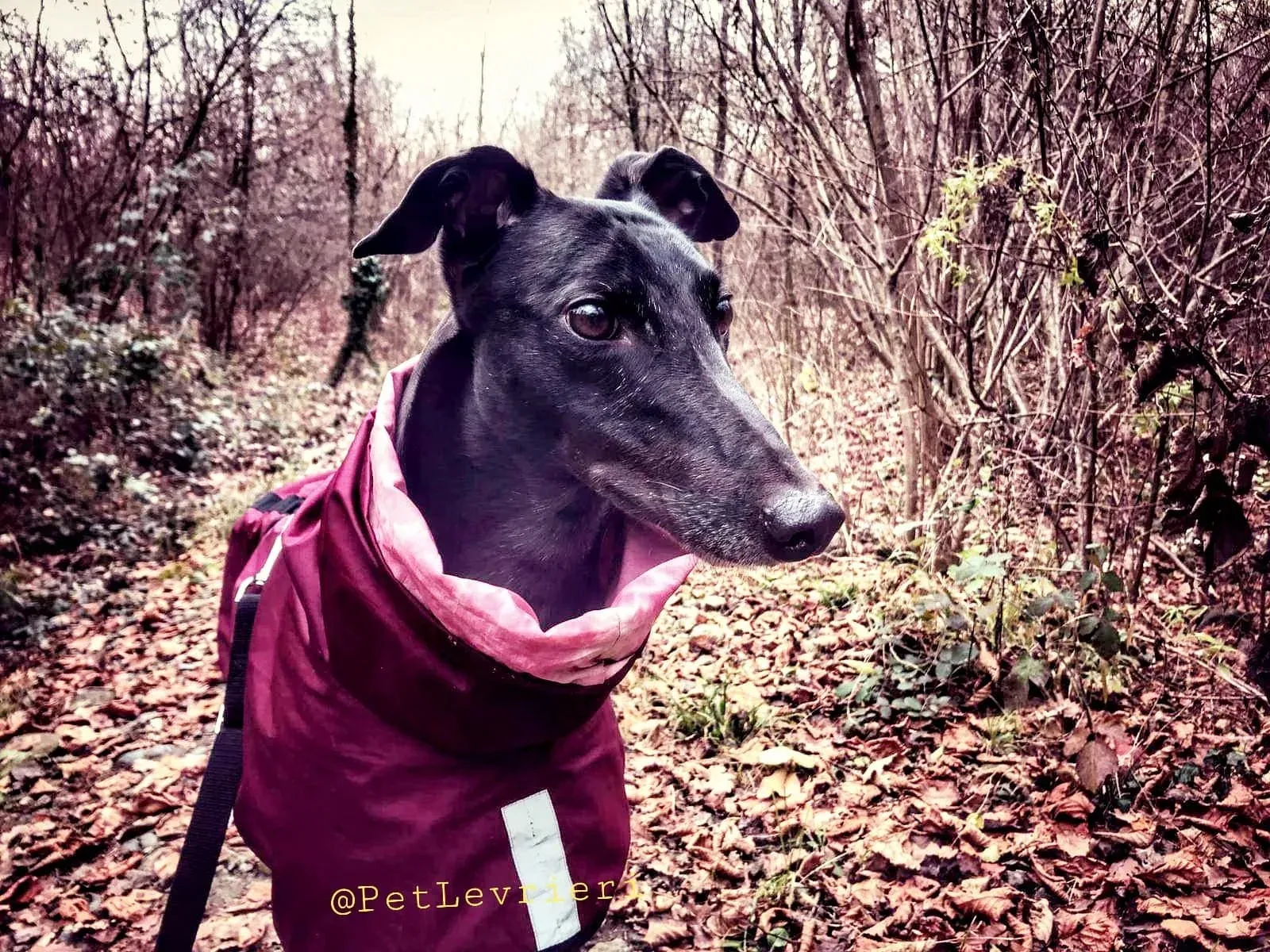 Bucksie adozione levrieri greyhound 24