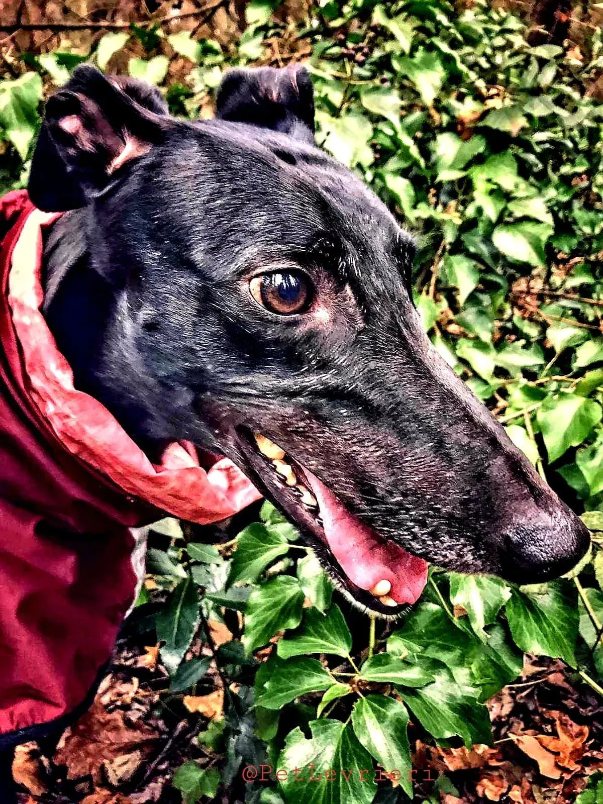 Bucksie adozione levrieri greyhound 25