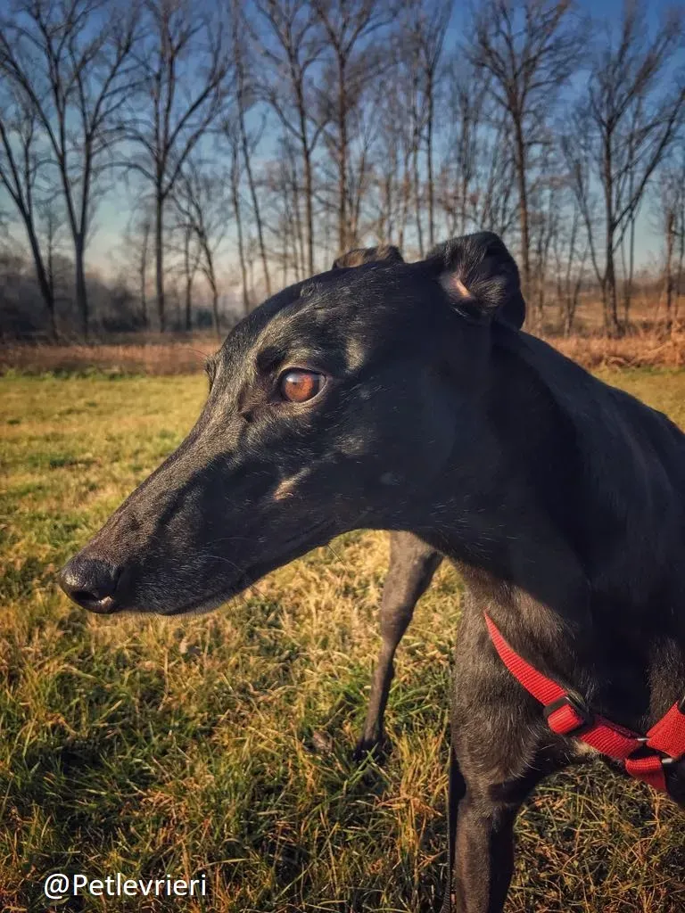 Bucksie adozione levrieri greyhound 27