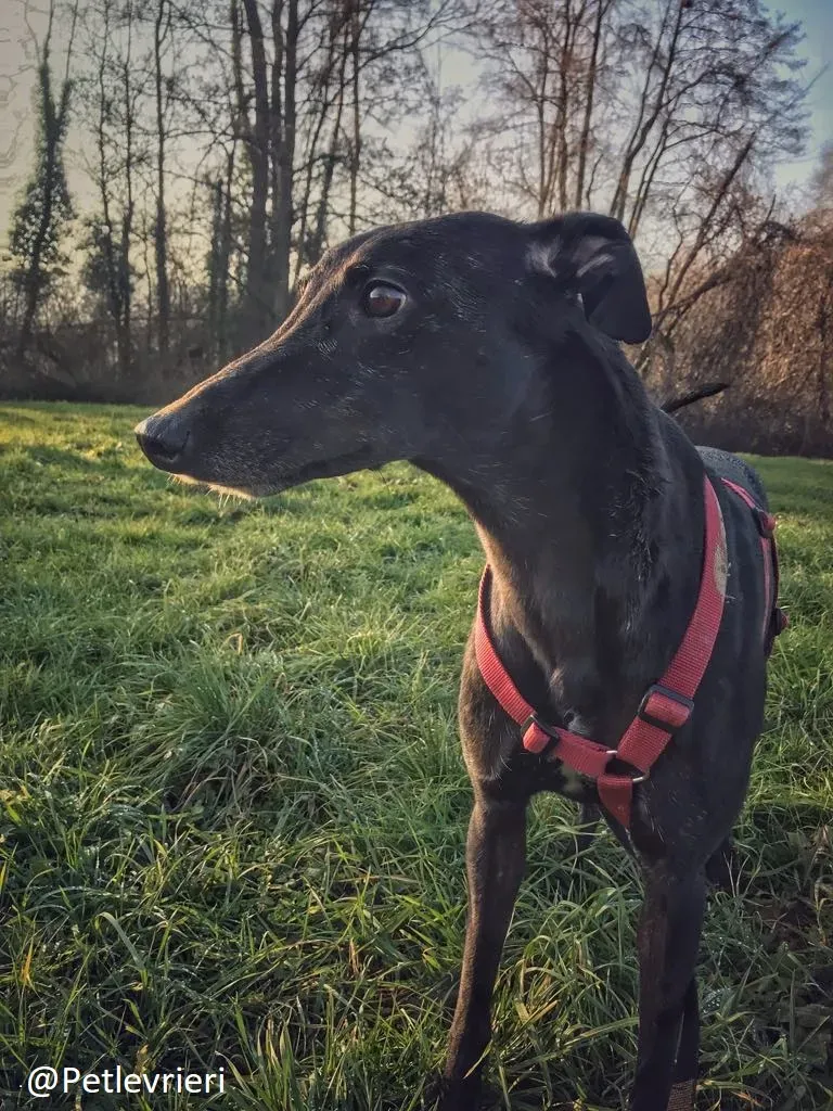 Bucksie adozione levrieri greyhound 28