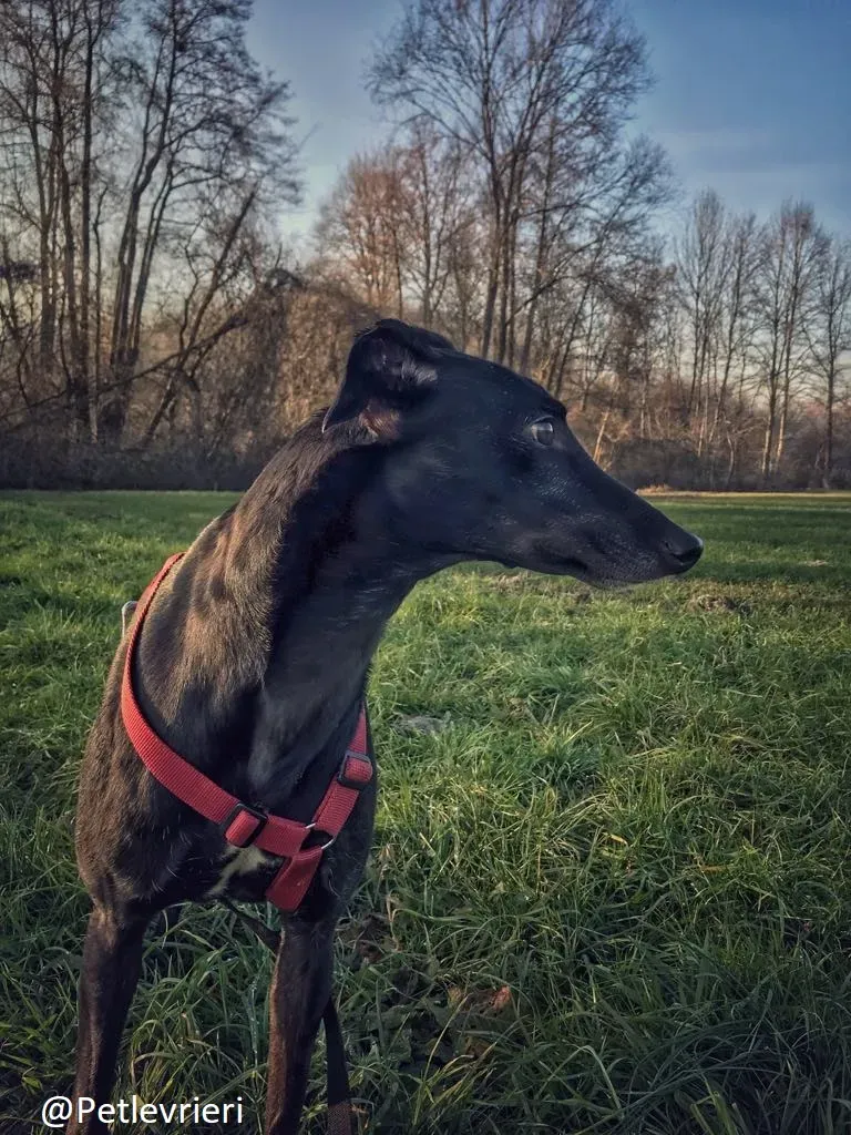 Bucksie adozione levrieri greyhound 29