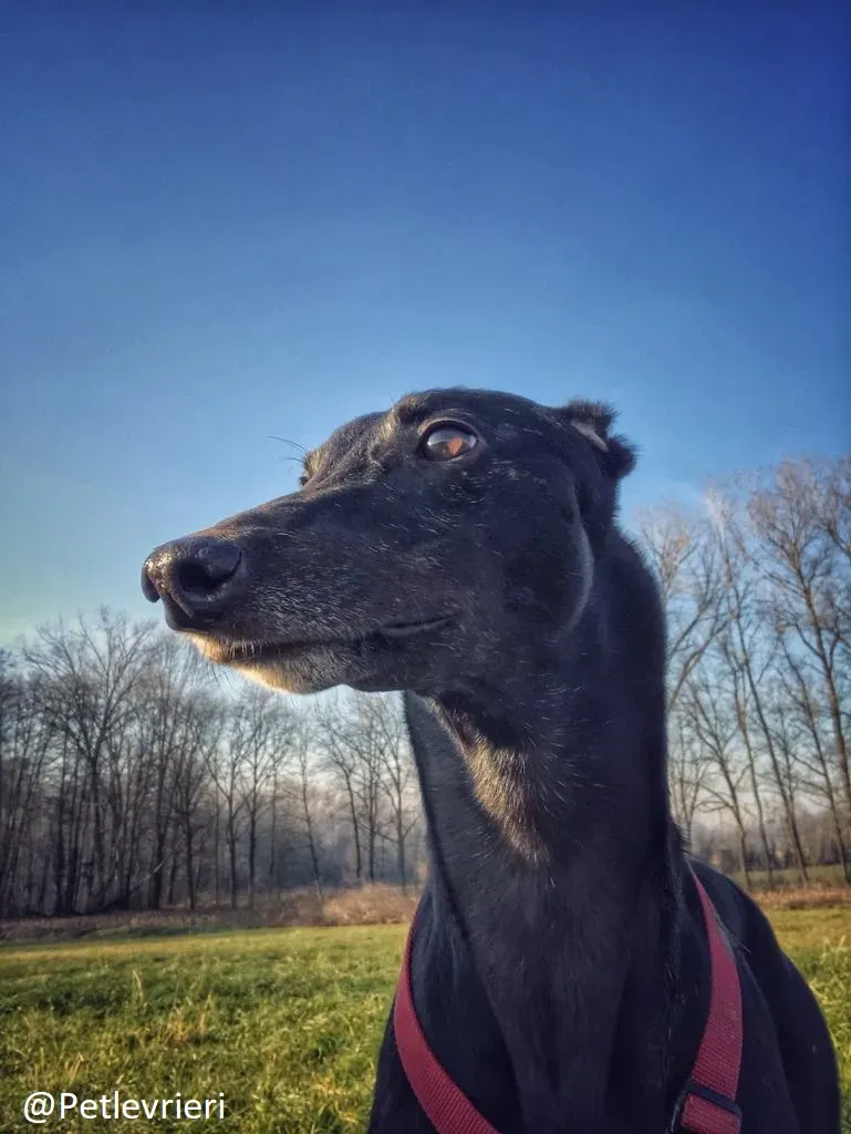 Bucksie adozione levrieri greyhound 30