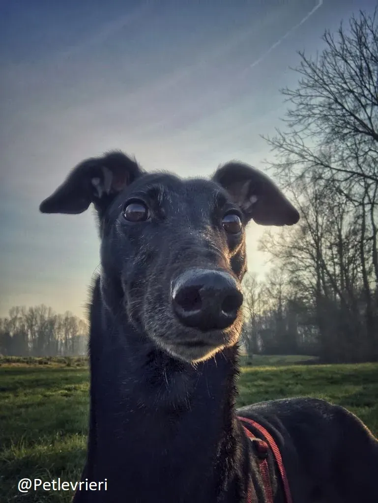 Bucksie adozione levrieri greyhound 31