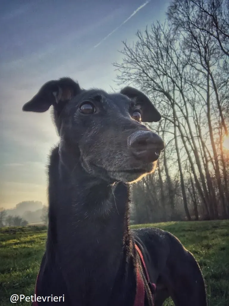 Bucksie adozione levrieri greyhound 32